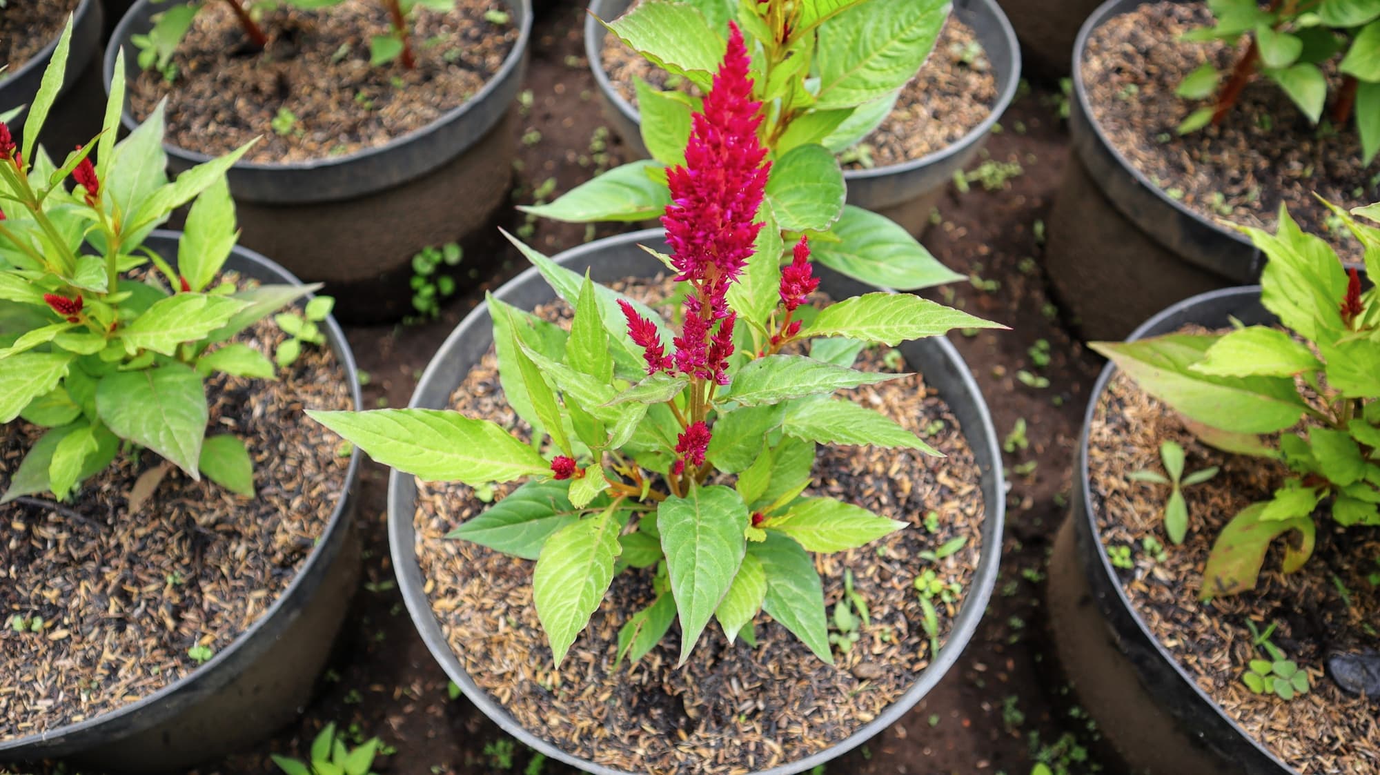 red flowering celosias with green leaves growing in rows of black containers
