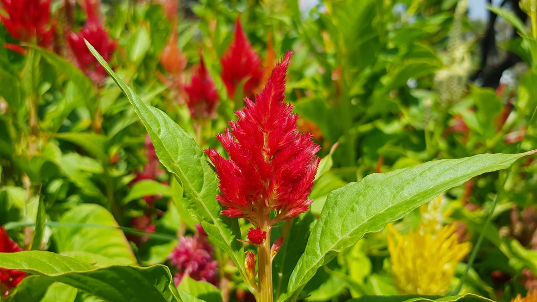 frilly red flower head from a celosia plant with long, lanceolate leaves