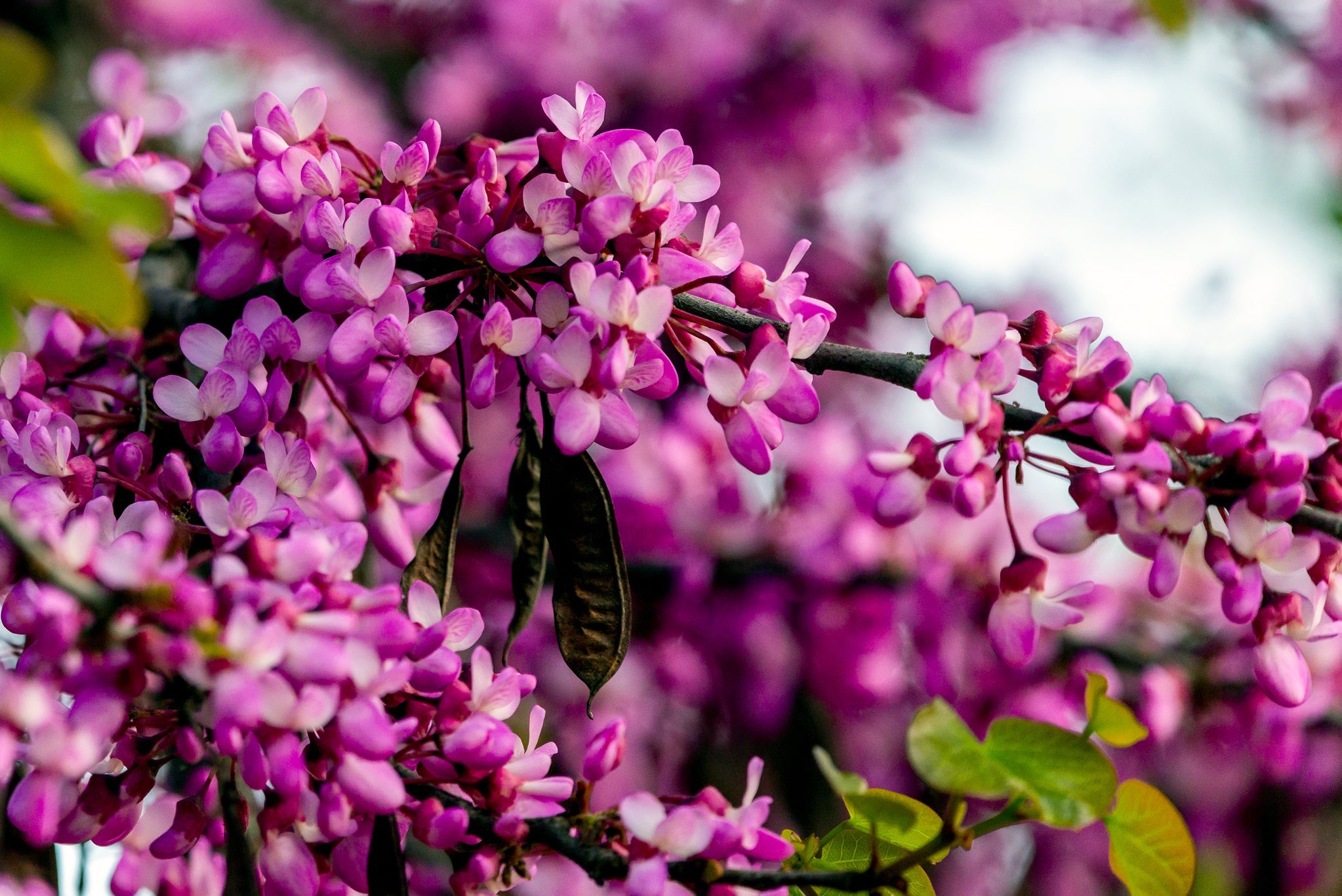 clusters of tiny pink flowers from a cercis siliquastrum tree with green leaves growing outside