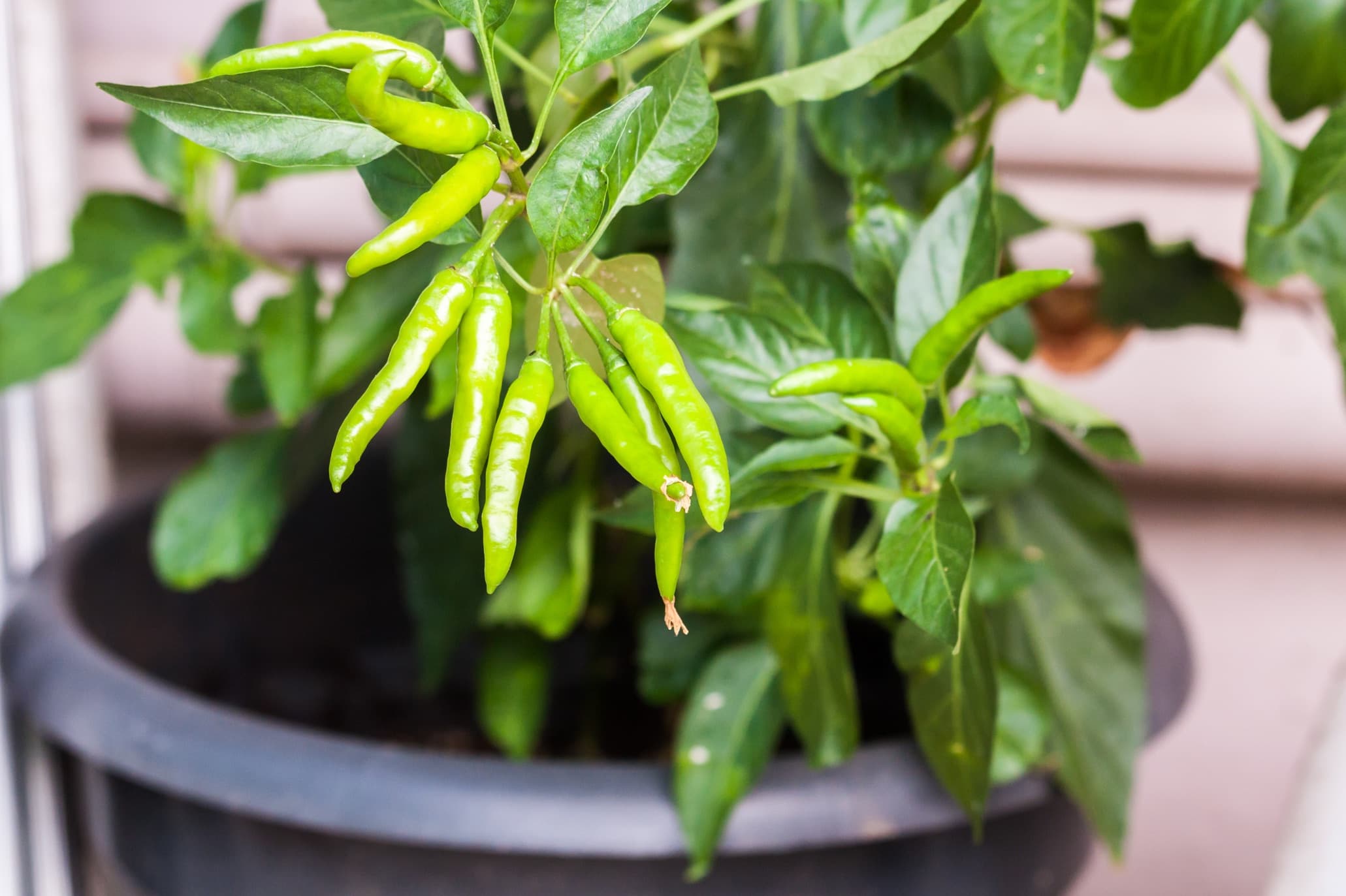 a chilli plant with long green peppers growing in a large plastic container