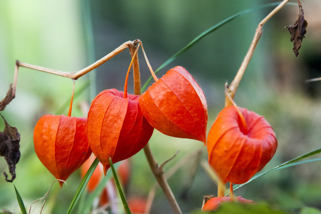 orange Physalis alkekengi plant