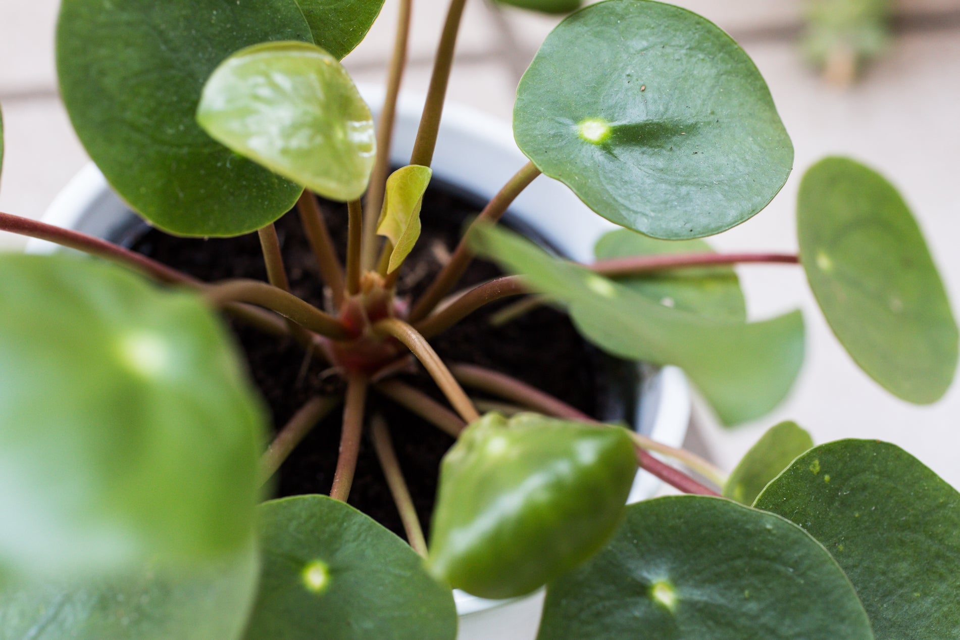 chinese money plant with round green leaves growing from brown stems in a container inside