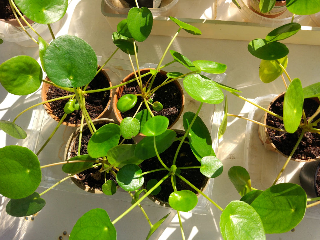 Chinese money plants with lots of round green leaves growing in individual pots indoors