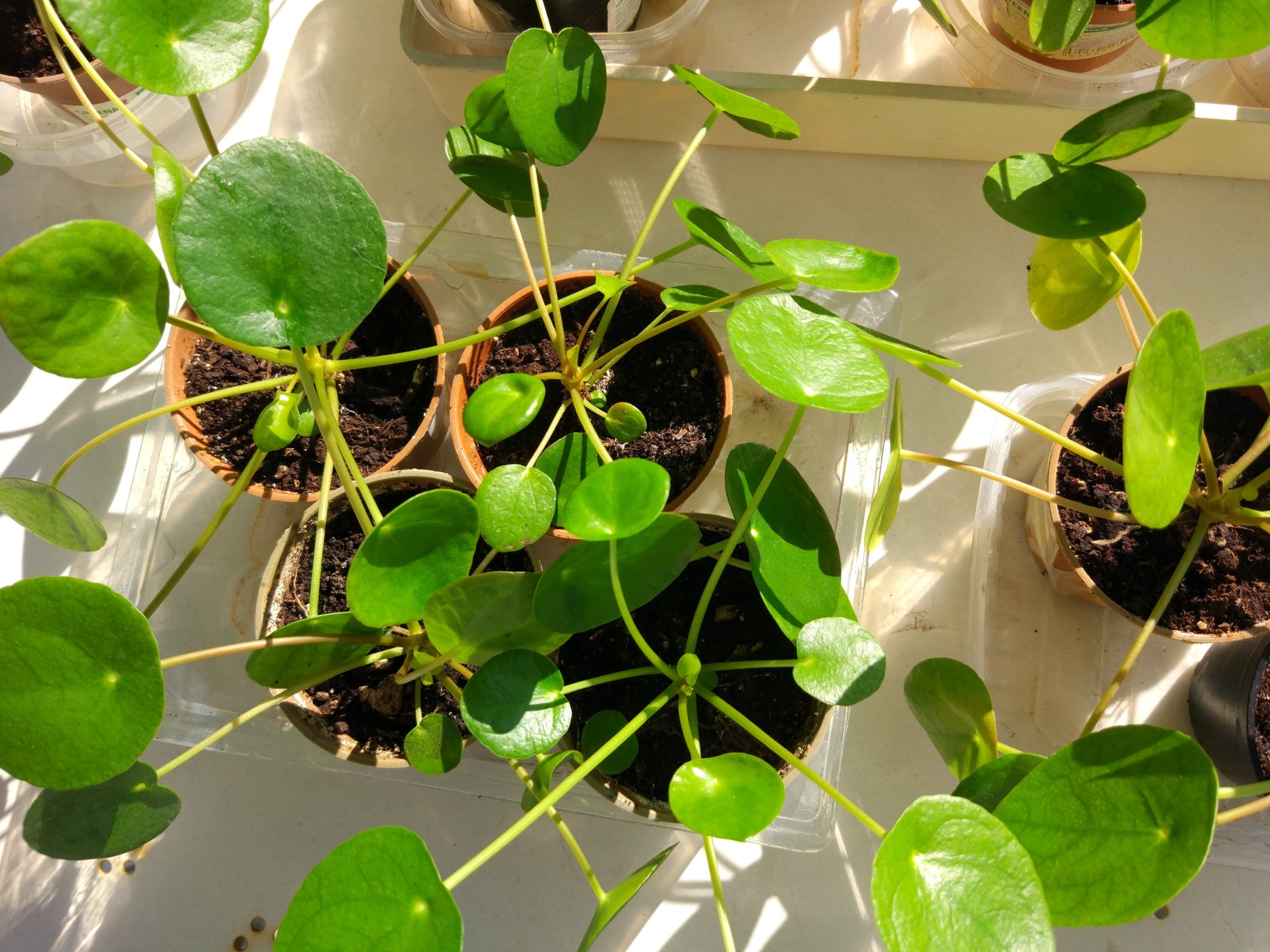 Chinese money plants with lots of round green leaves growing in individual pots indoors