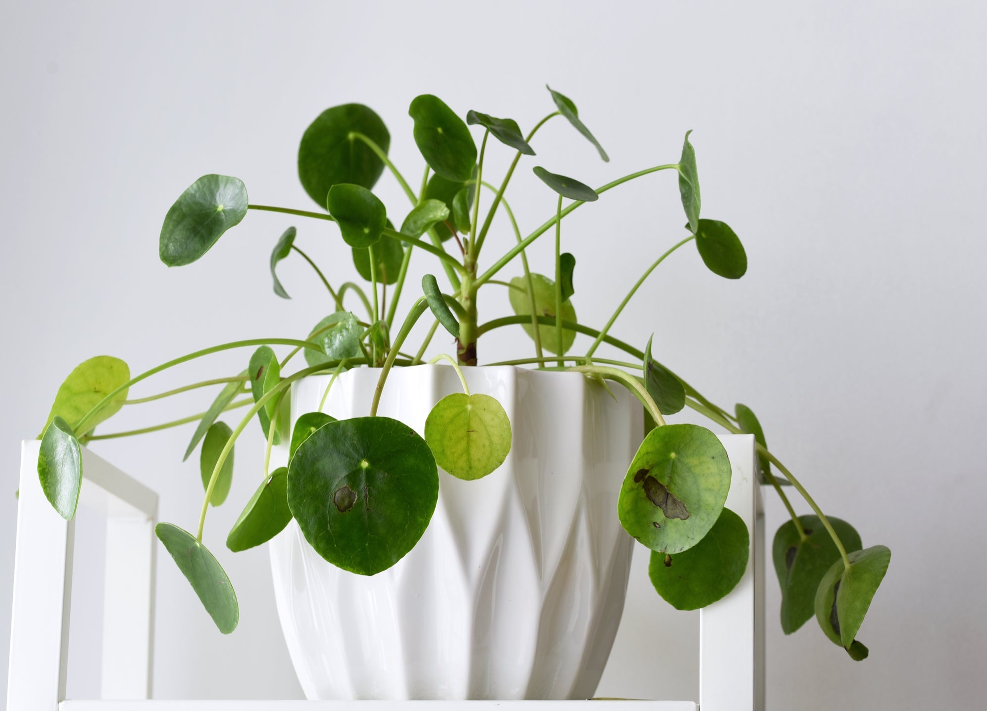 Pilea peperomioides plant with brown spots on its green leaves growing in a pot indoors in front of a white wall