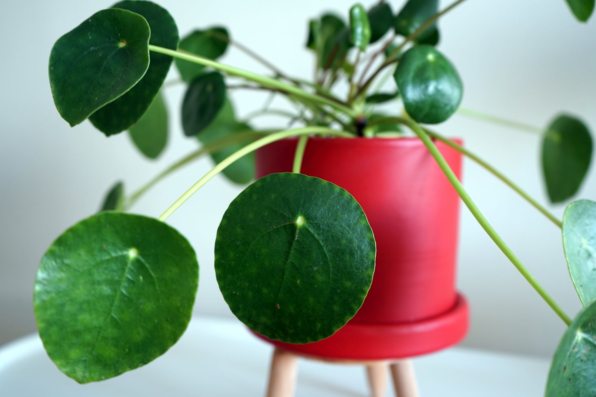 dark green round leaves from a Chinese money plant growing in a red container indoors