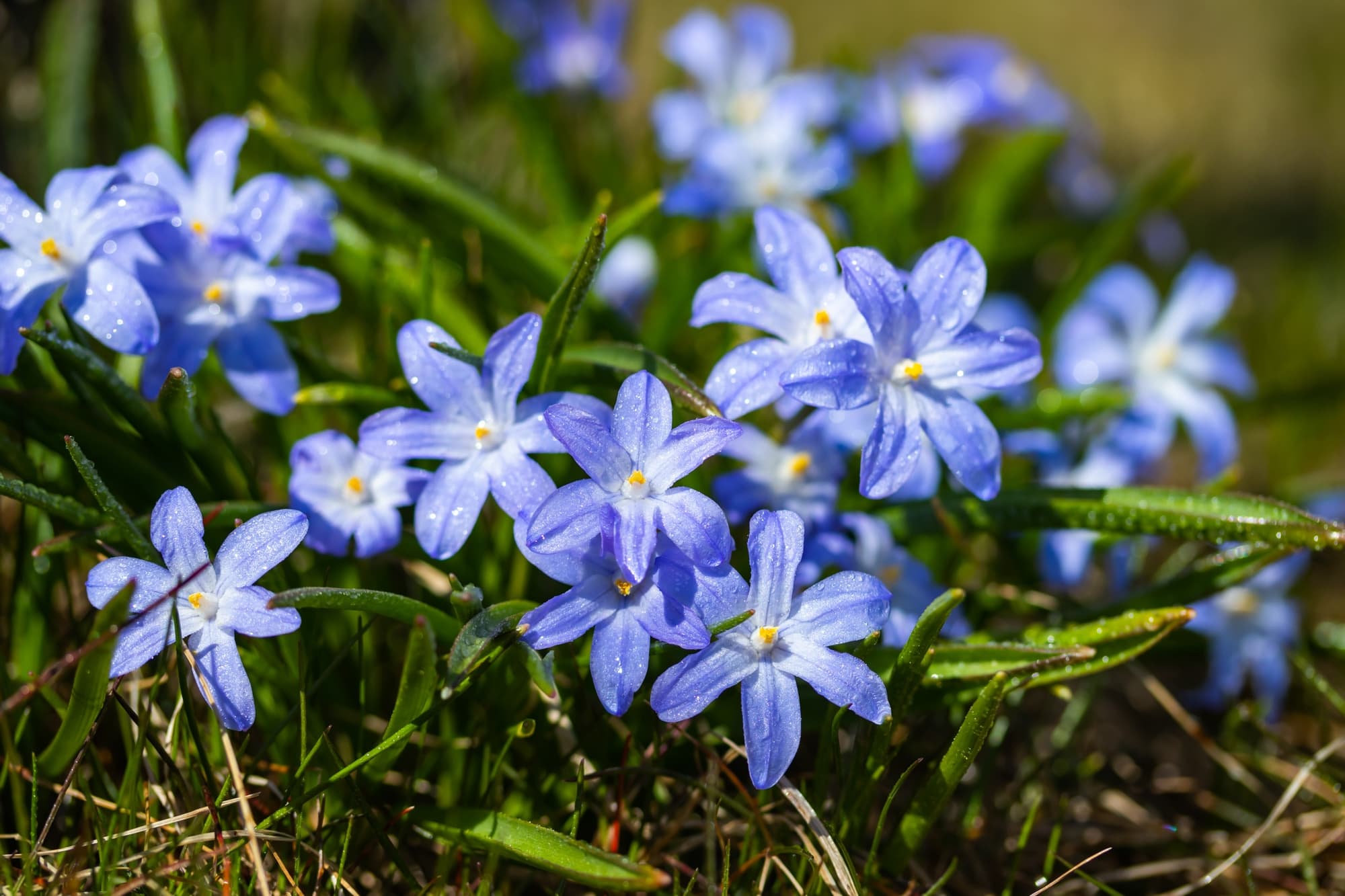 Chionodoxa with star-shaped blue flowers