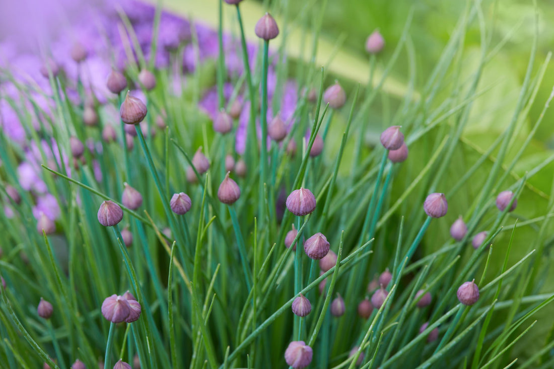 purple flower buds growing on the end of tall green stems from a chive plant growing outside