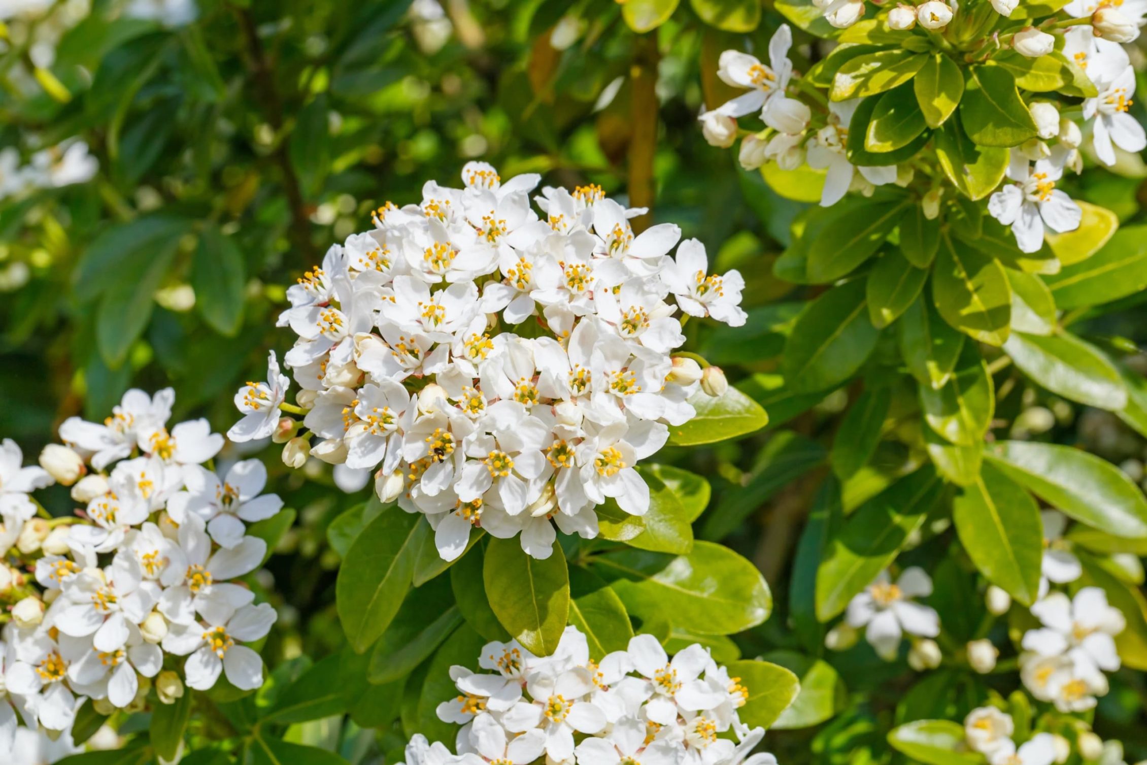 white flowers of mexican orange blossom in the garden