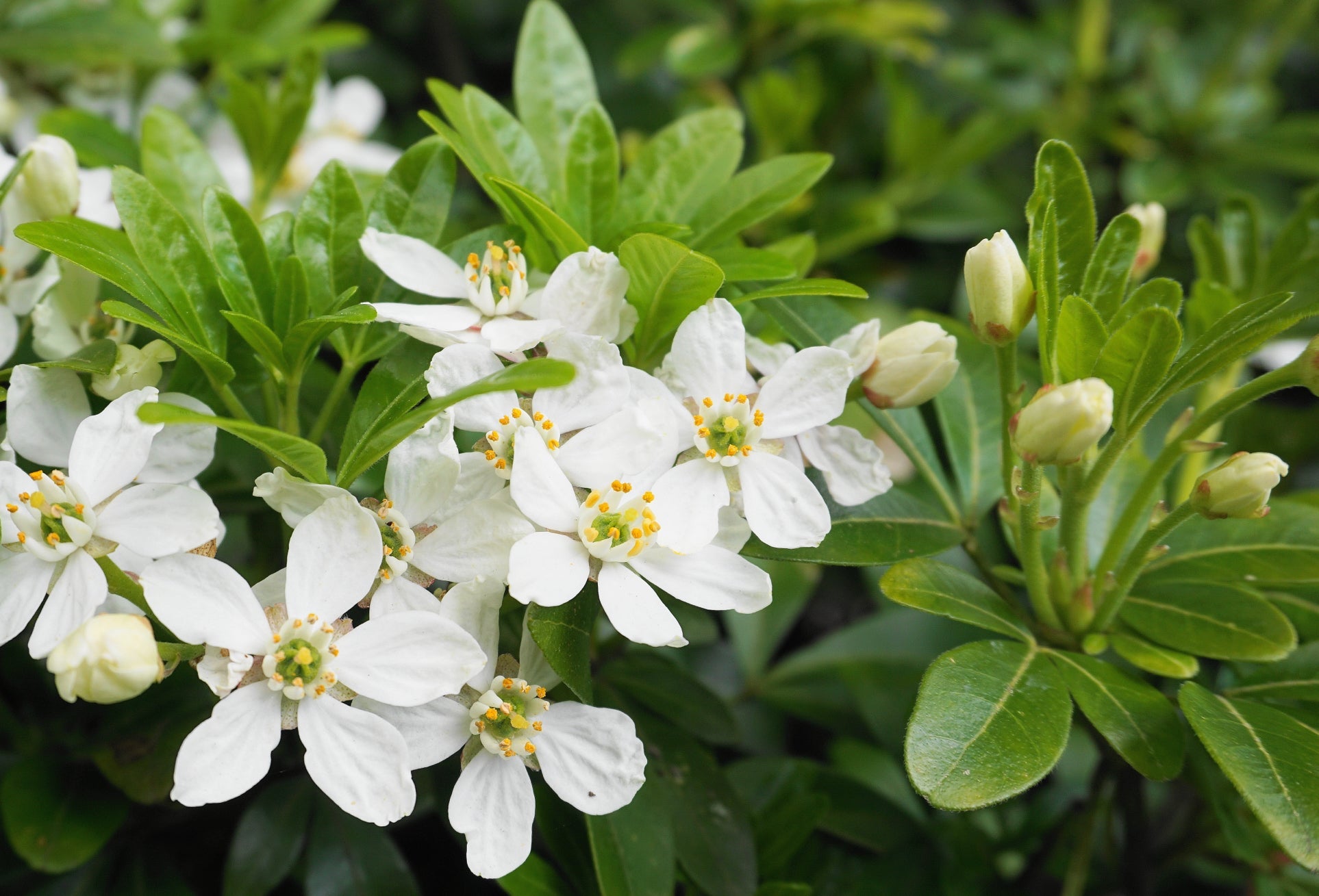 white flowering choisya plant growing outdoors