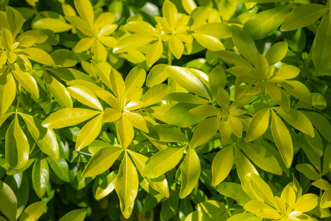 yellow leaves growing on a choisya shrub outside