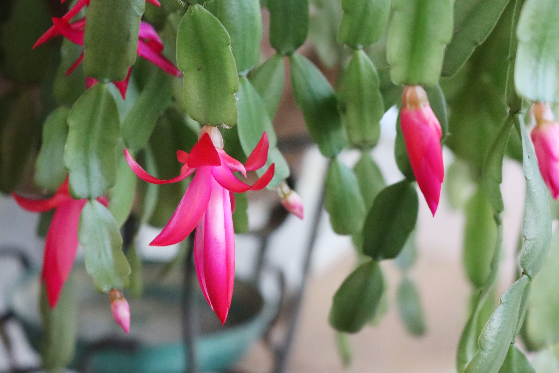 pink flowering christmas cactus growing in a container inside