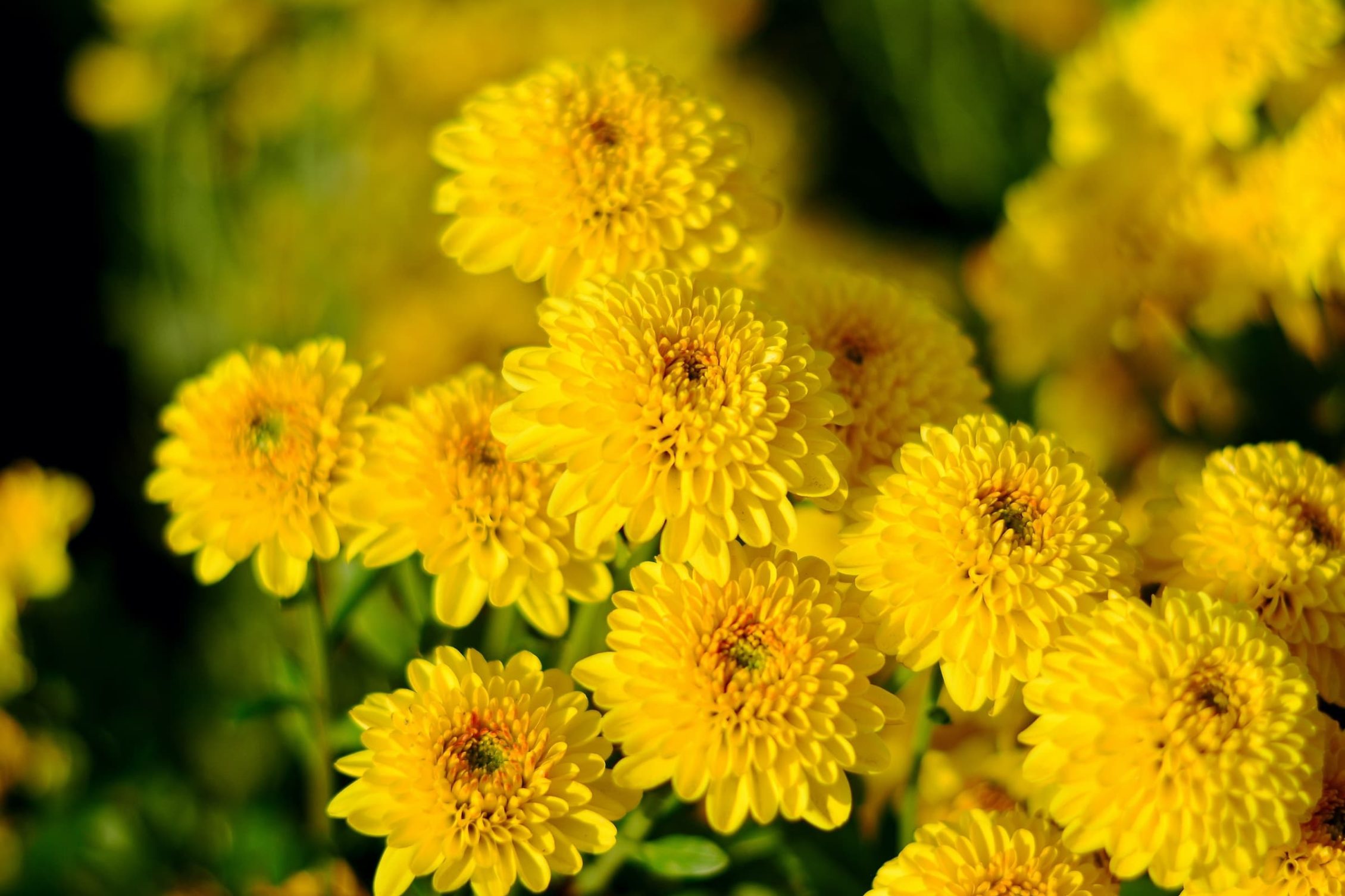 colourful yellow and orange chrysanthemums