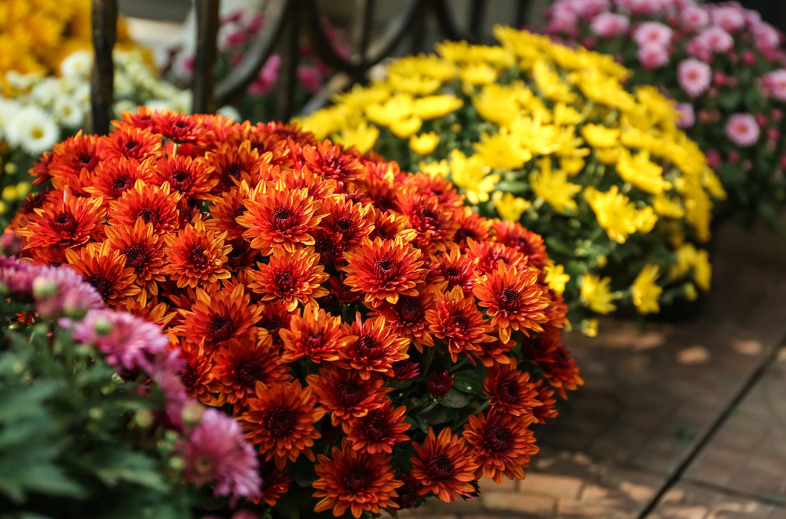 pink, orange and yellow flowering chrysanthemums growing in a row in front of a metal gate in pots on a patio outside