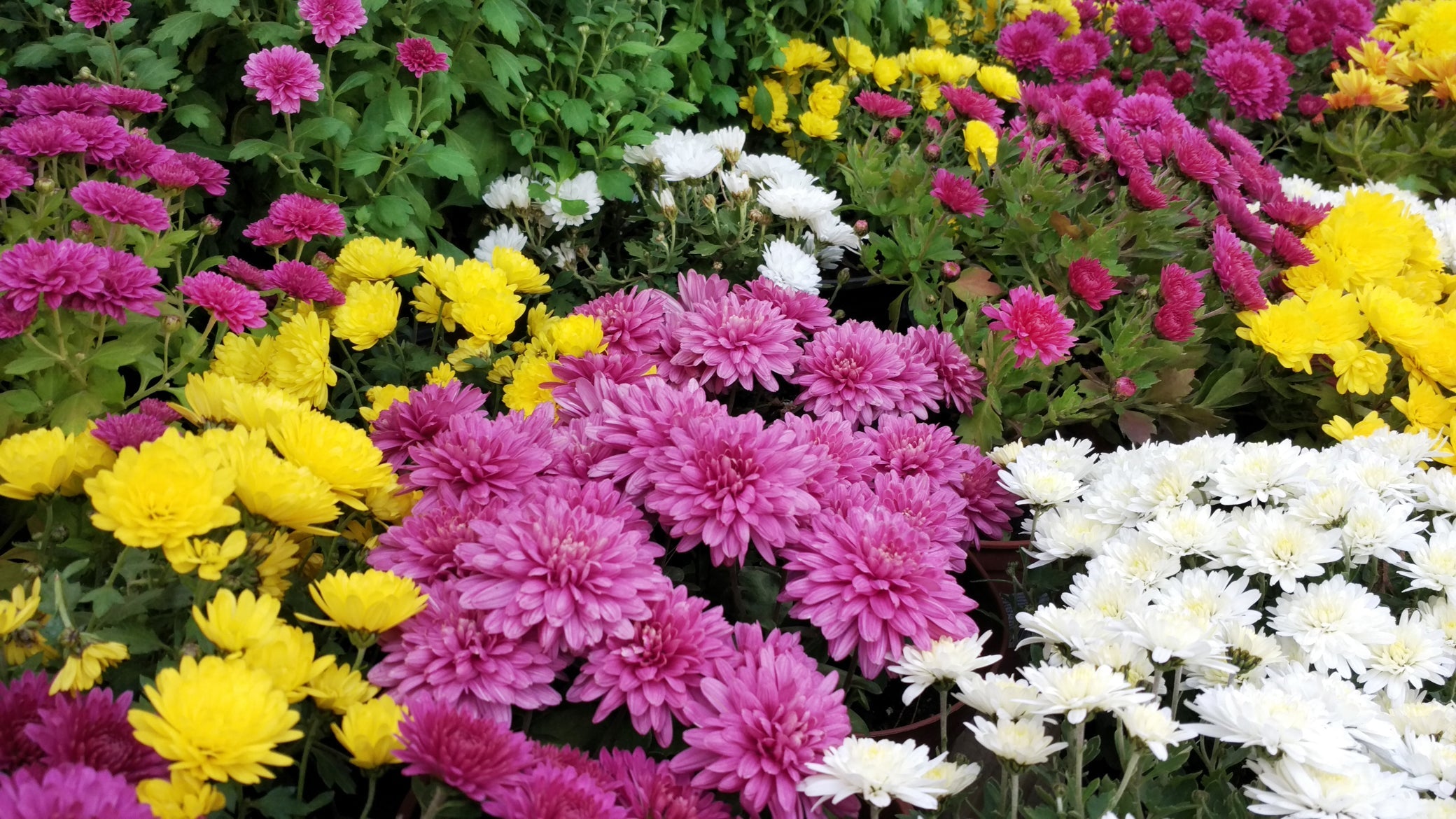 pink, yellow and white flowering chrysanthemums with green foliage growing outdoors