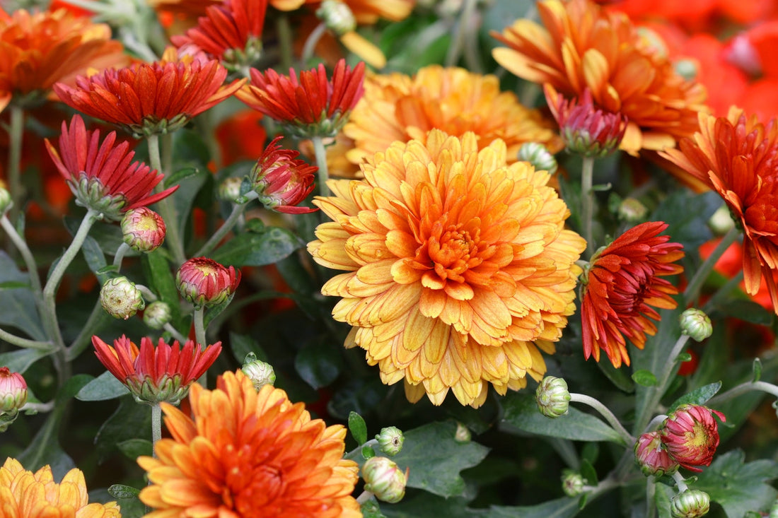 orange and red flowering chrysanthemums with dark green foliage growing outside