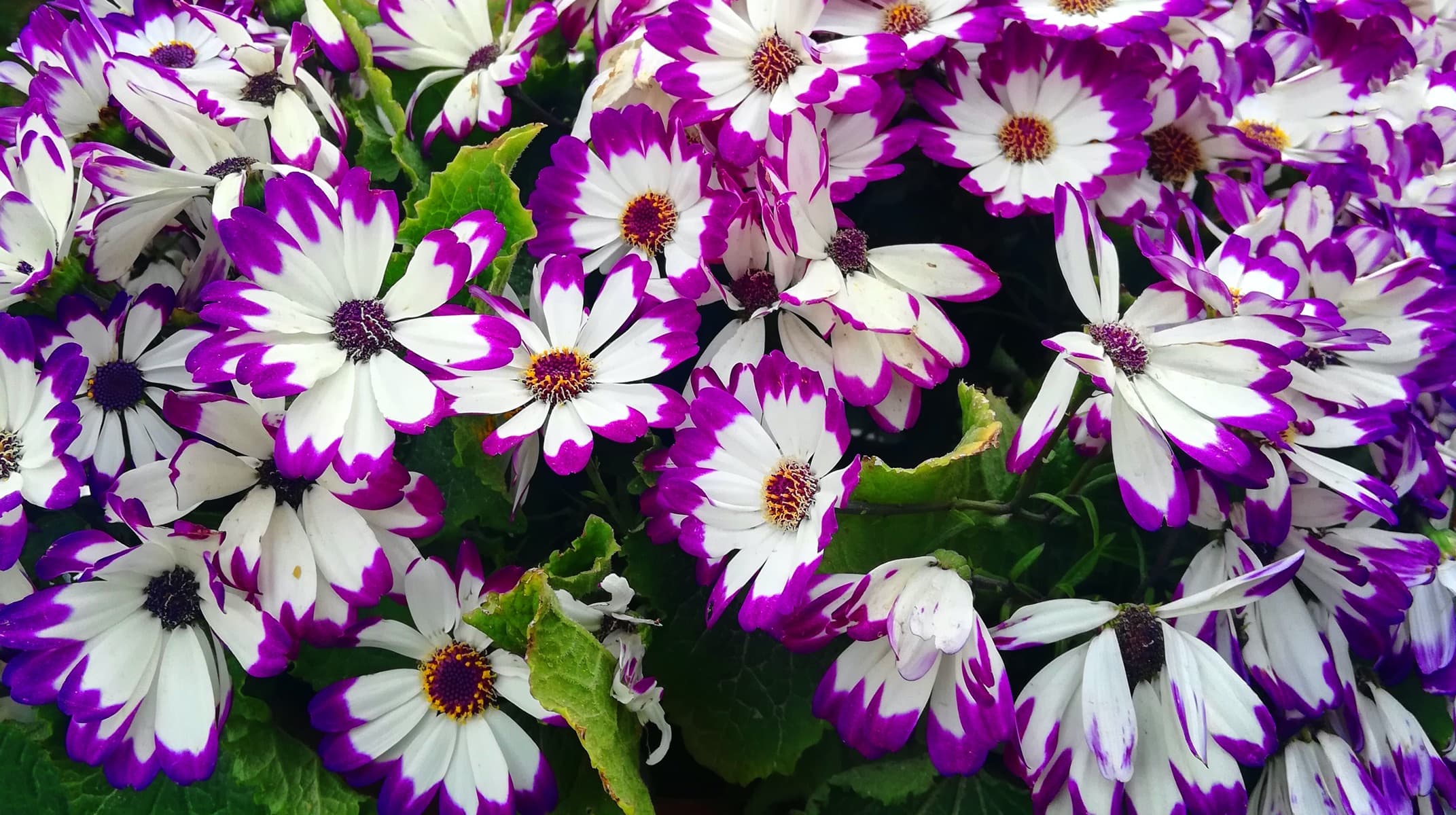 Pericallis x hybrida flowers in purple and white