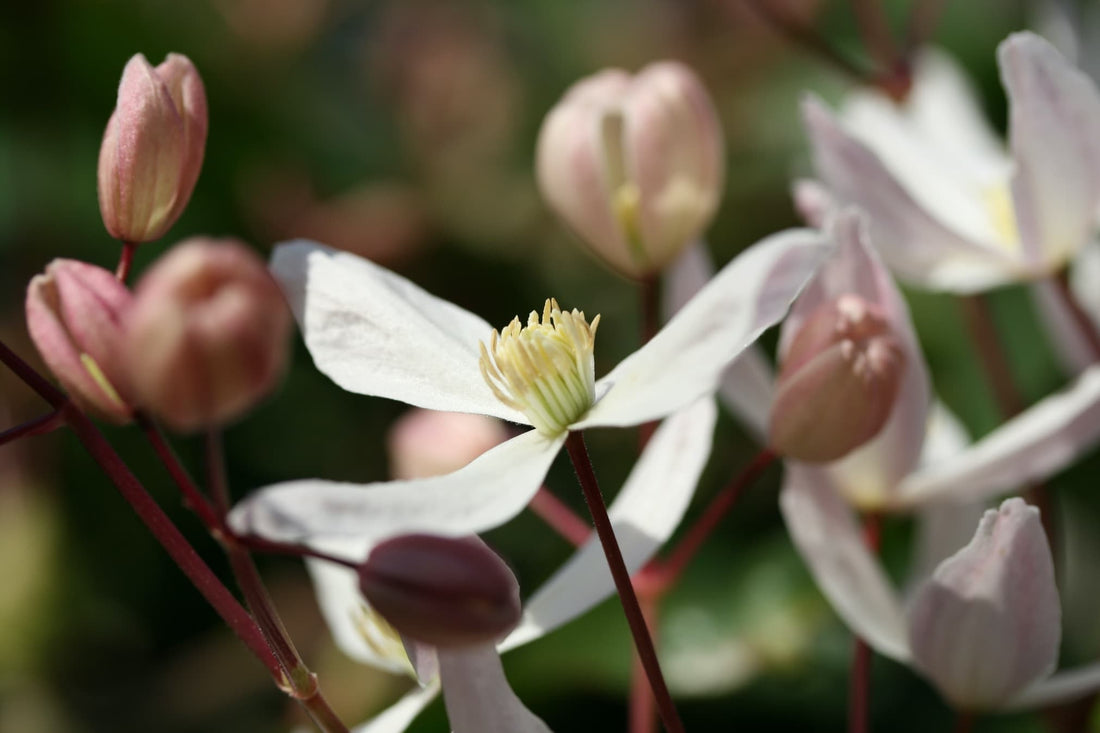white clematis armandii flowers in focus