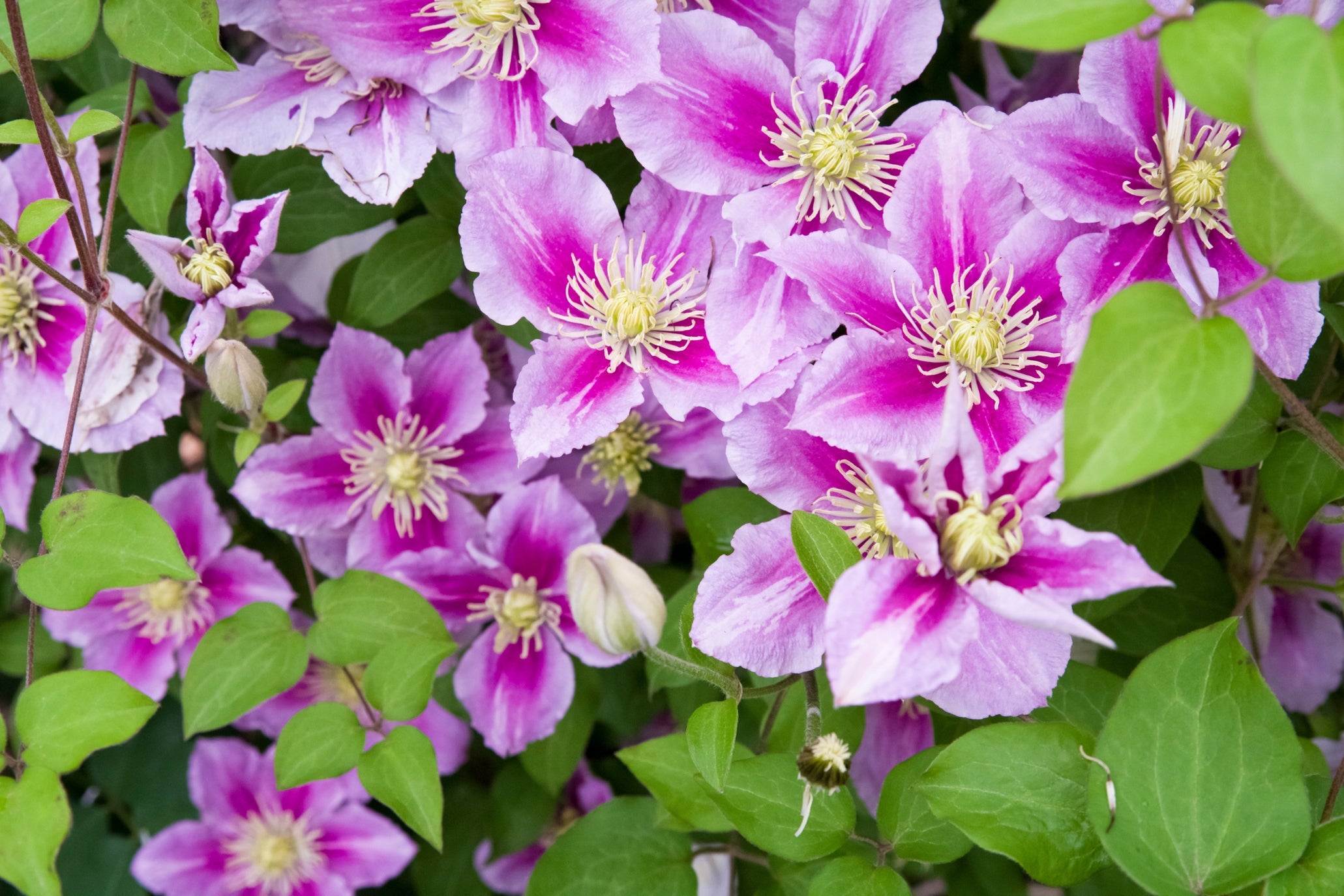 pink and white flowering clematis with green leaves