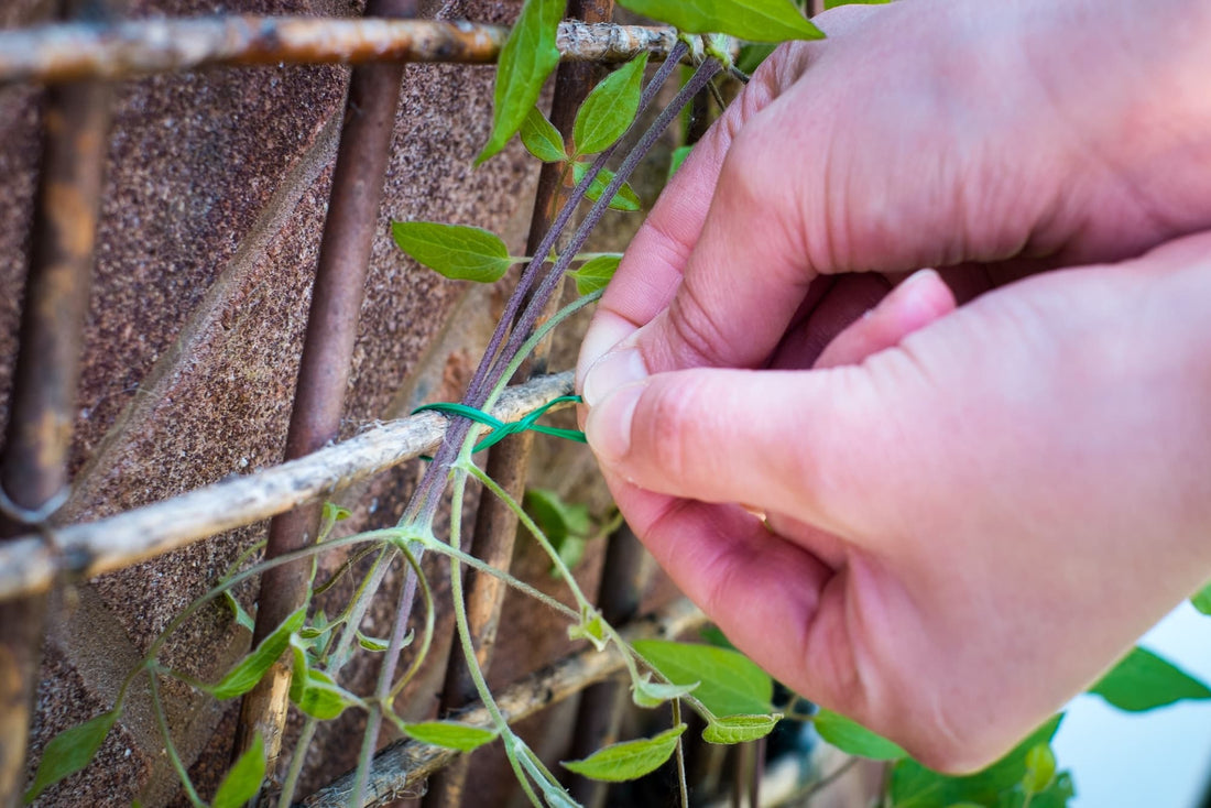 a man tying a climbing plant to a trellis
