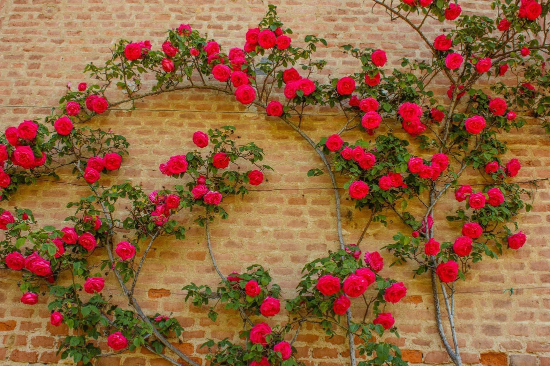 red roses climbing a wall