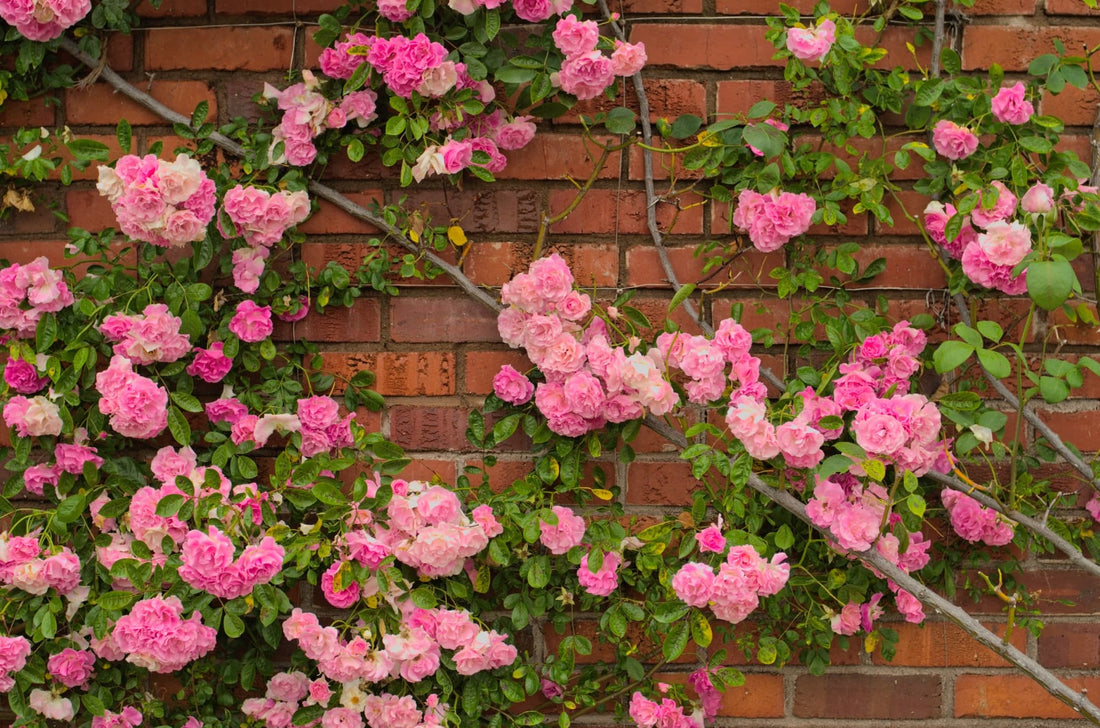 pink flowering roses growing against a brick wall