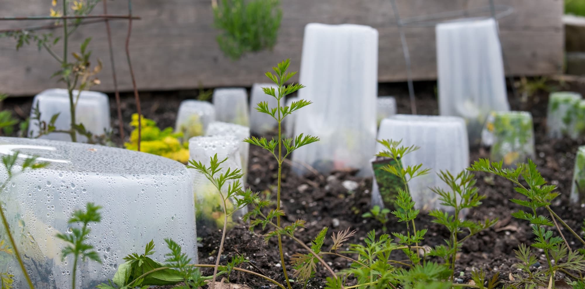 several different sizes plastic containers used as cloches to protect plants on a vegetable plot