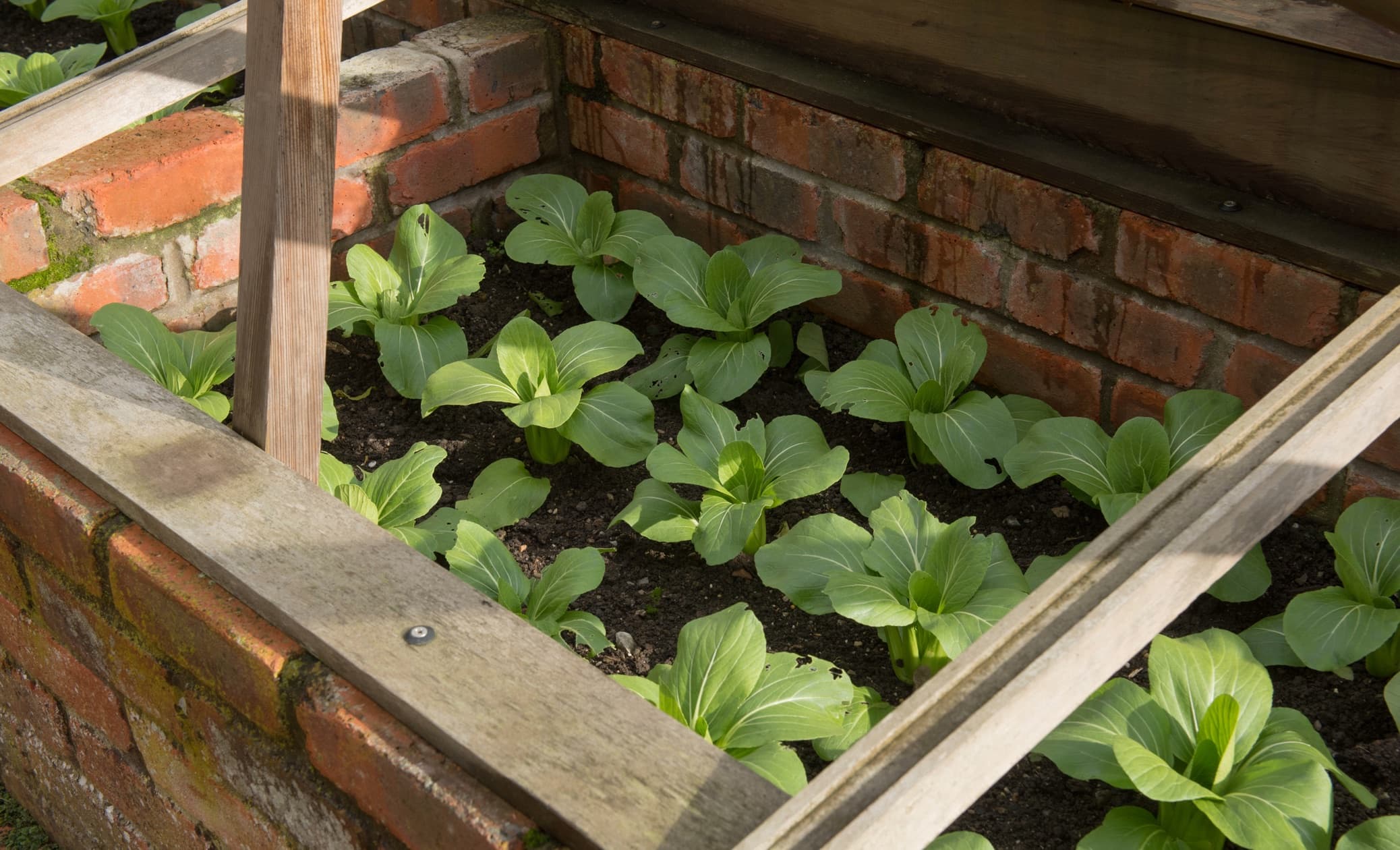 pak choi being grown in a cold frame