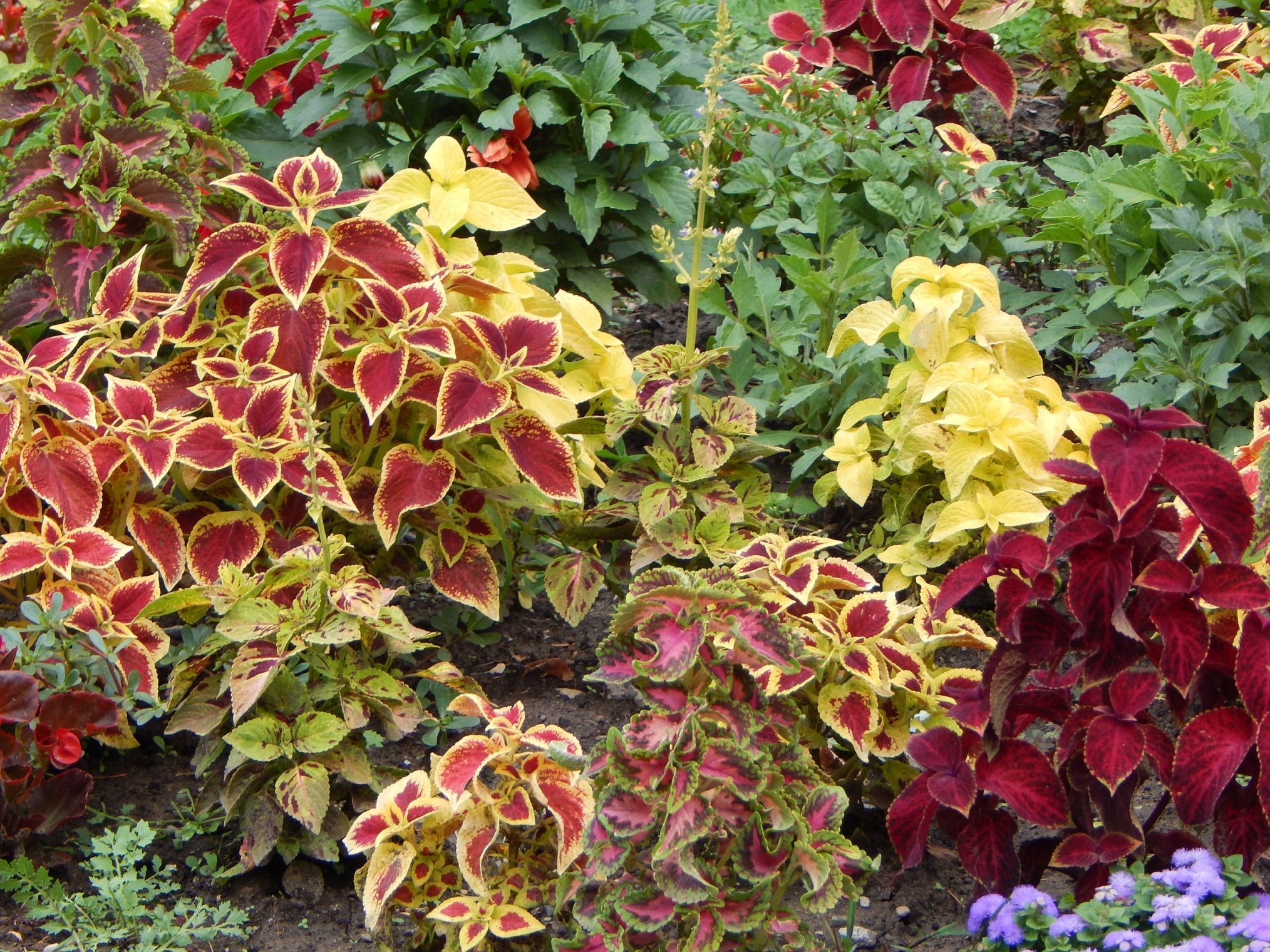 coleus plants with various coloured foliage, including reds, yellows and greens, growing outside next to each other