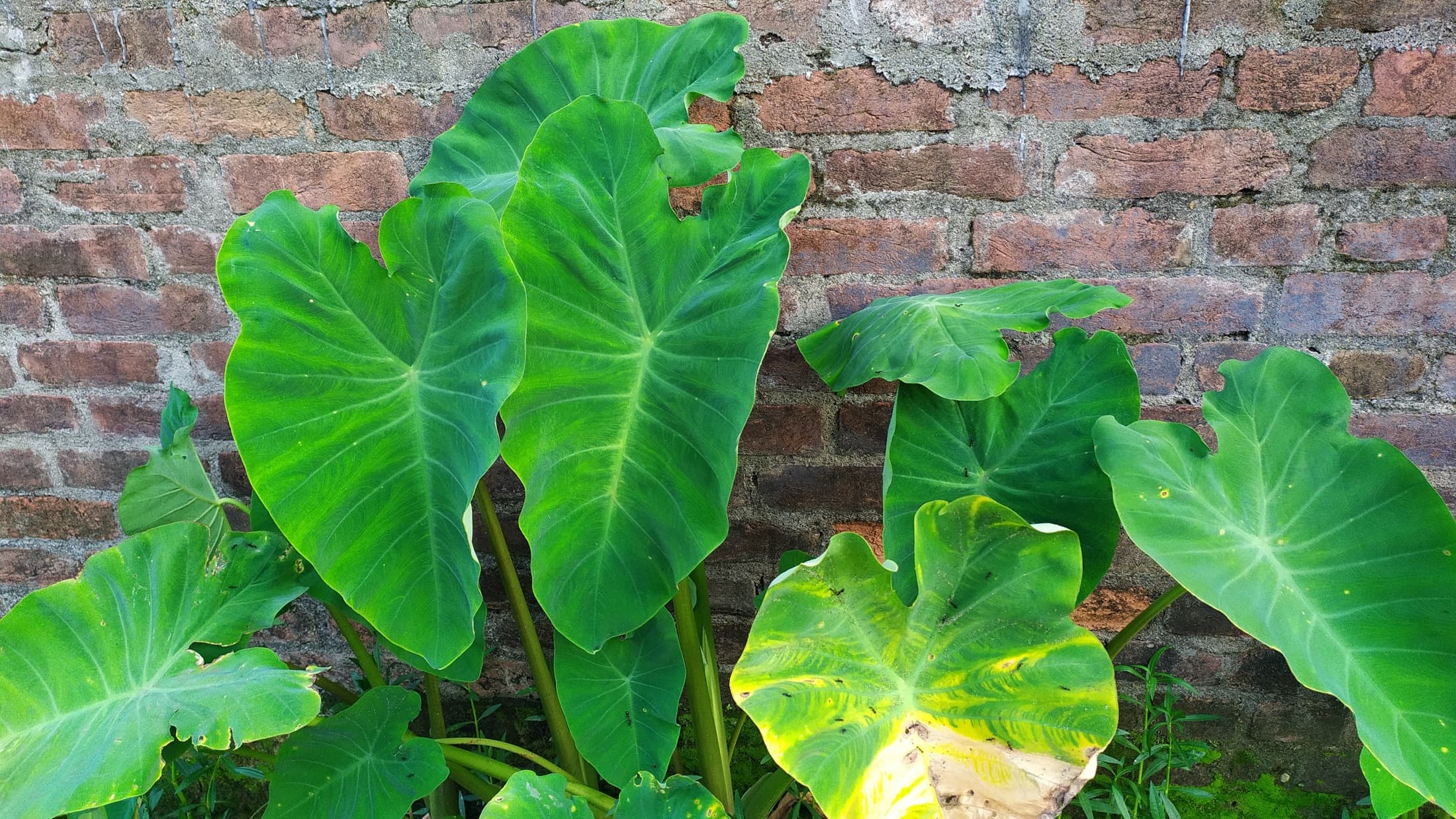 colocasia esculenta with brickwork in the background