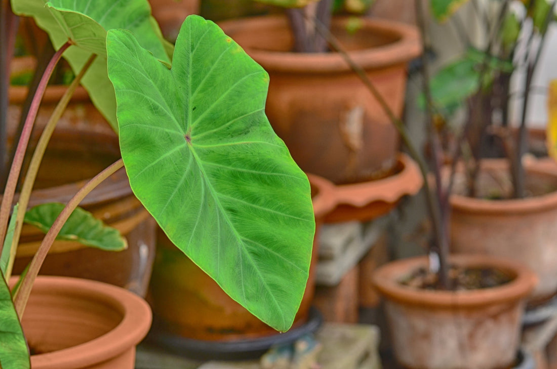 green heart-shaped leaves from colocasia plants growing in pots outside