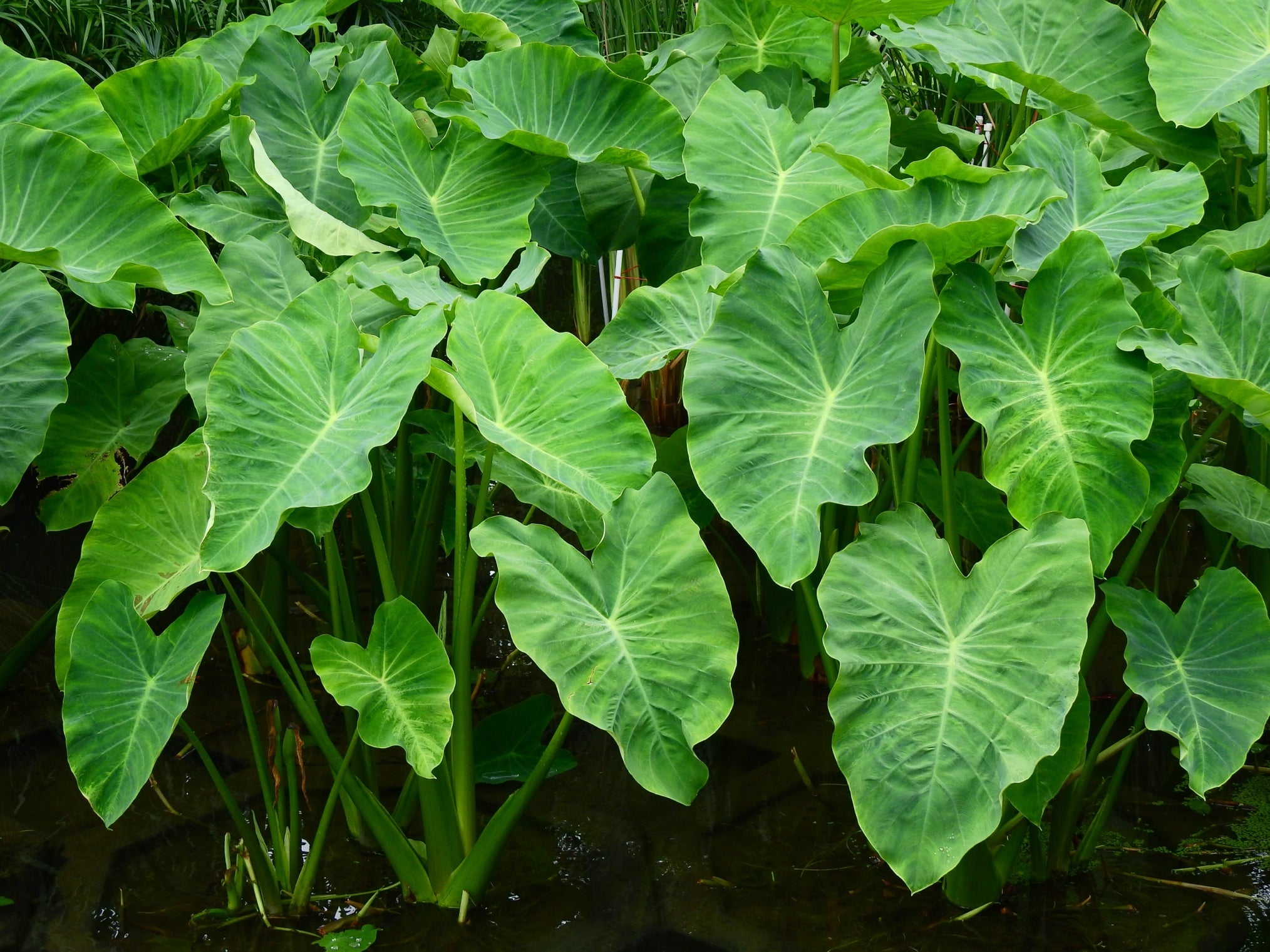 lots of heart-shaped green leaves from a colocasia plant growing outside