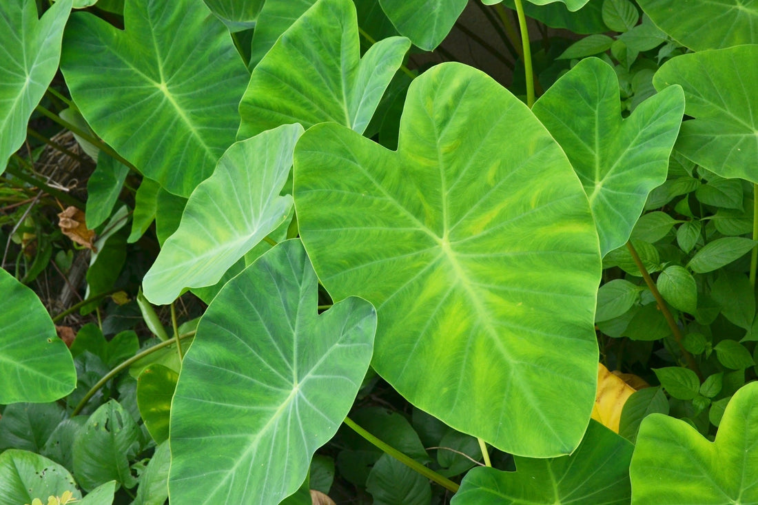 green heart-shaped colocasia leaves growing outside