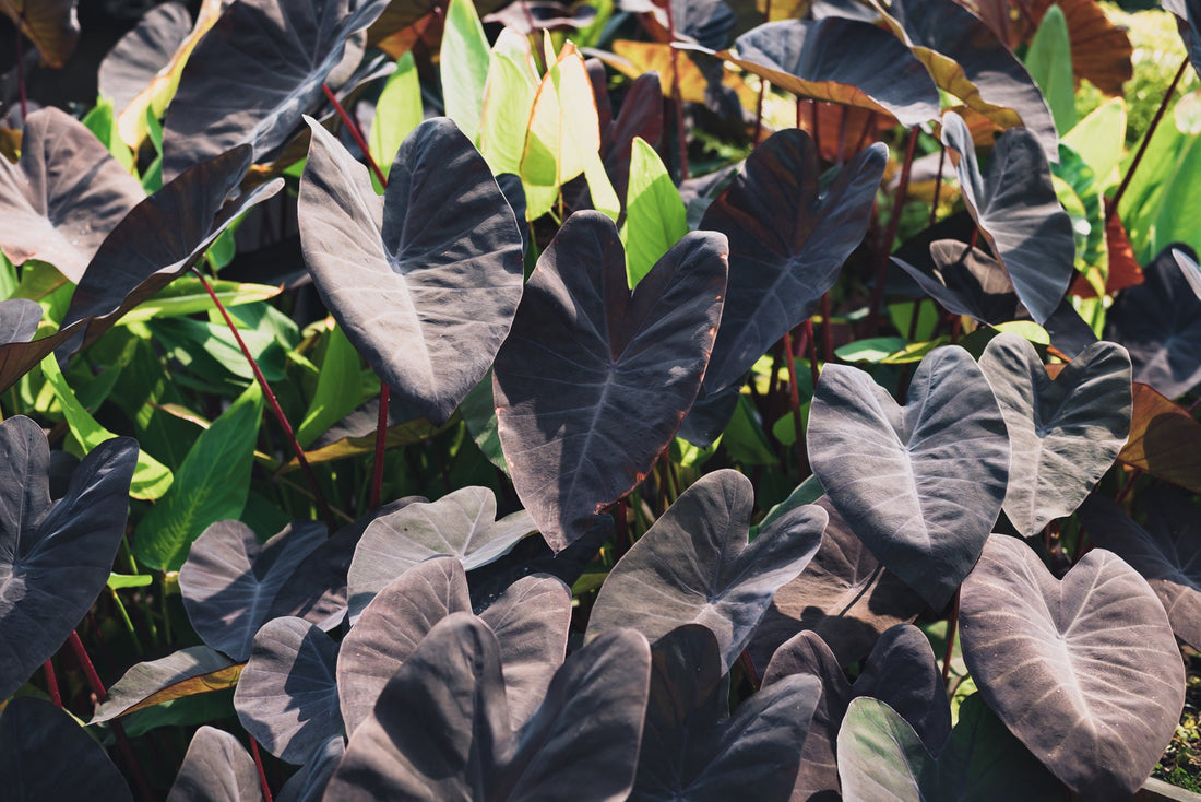 purple and green heart-shaped taro leaves growing outdoors