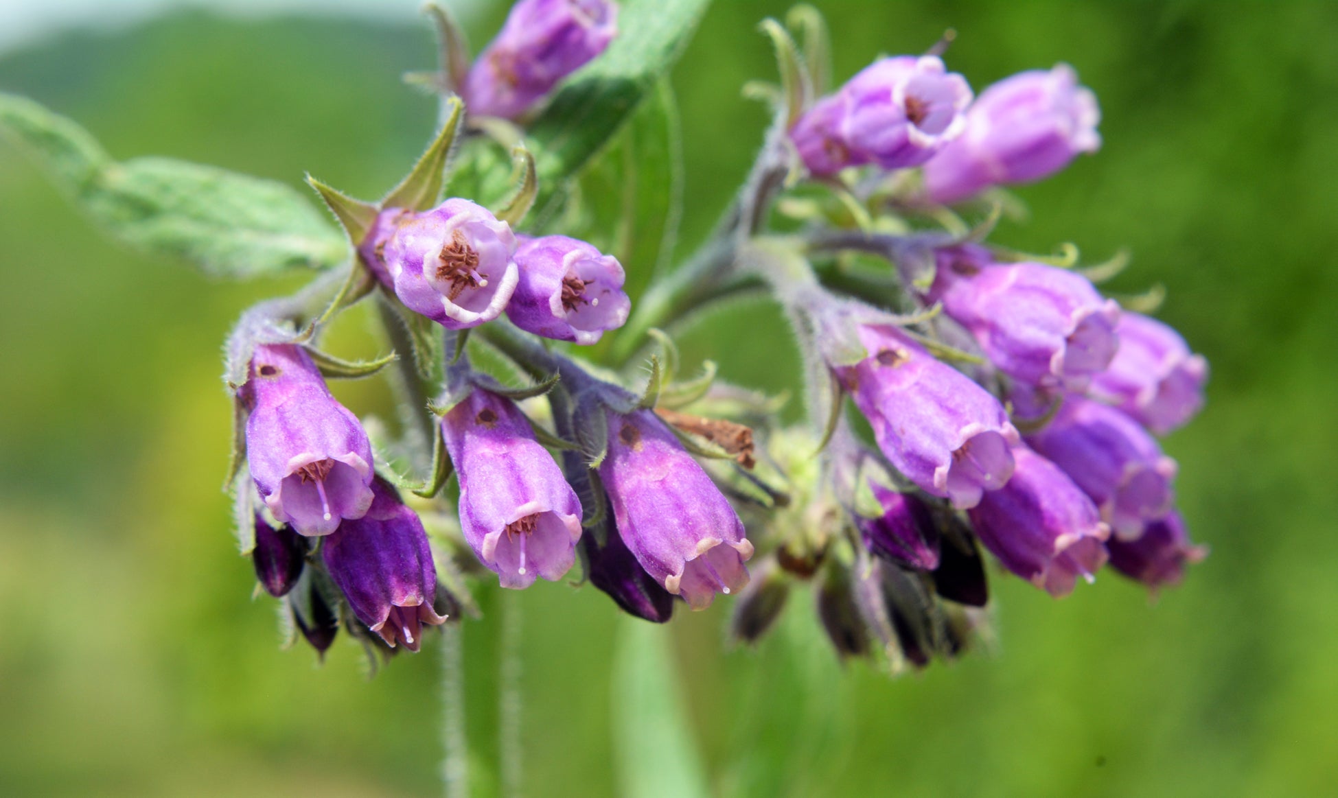 purple flowering comfrey growing outside