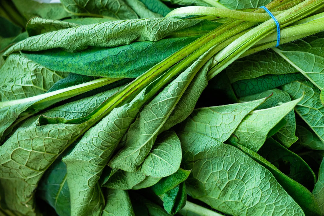 harvested comfrey leaves bound by an elastic band