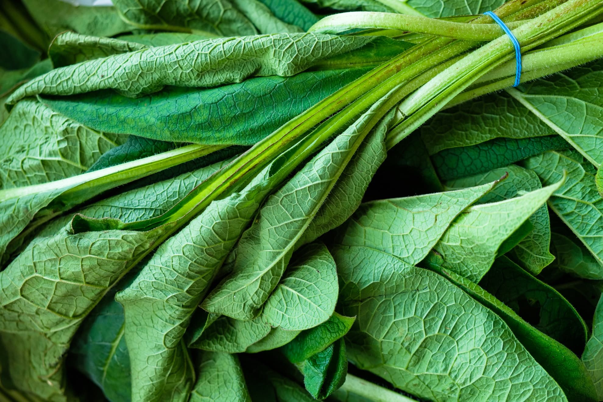 harvested comfrey leaves bound by an elastic band