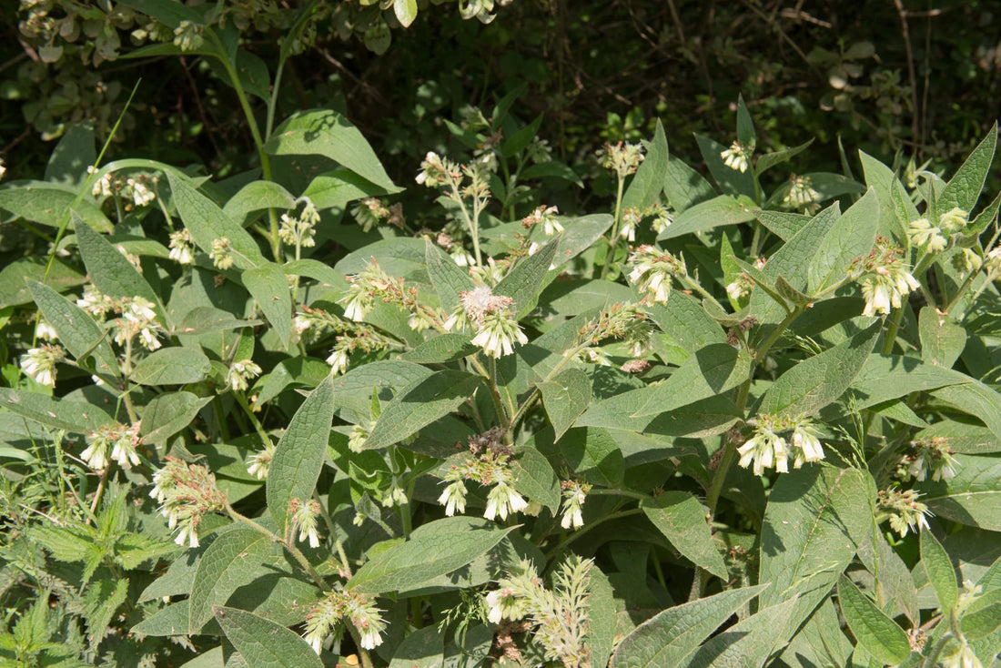 Symphytum officinale with white flowers in a woodland area