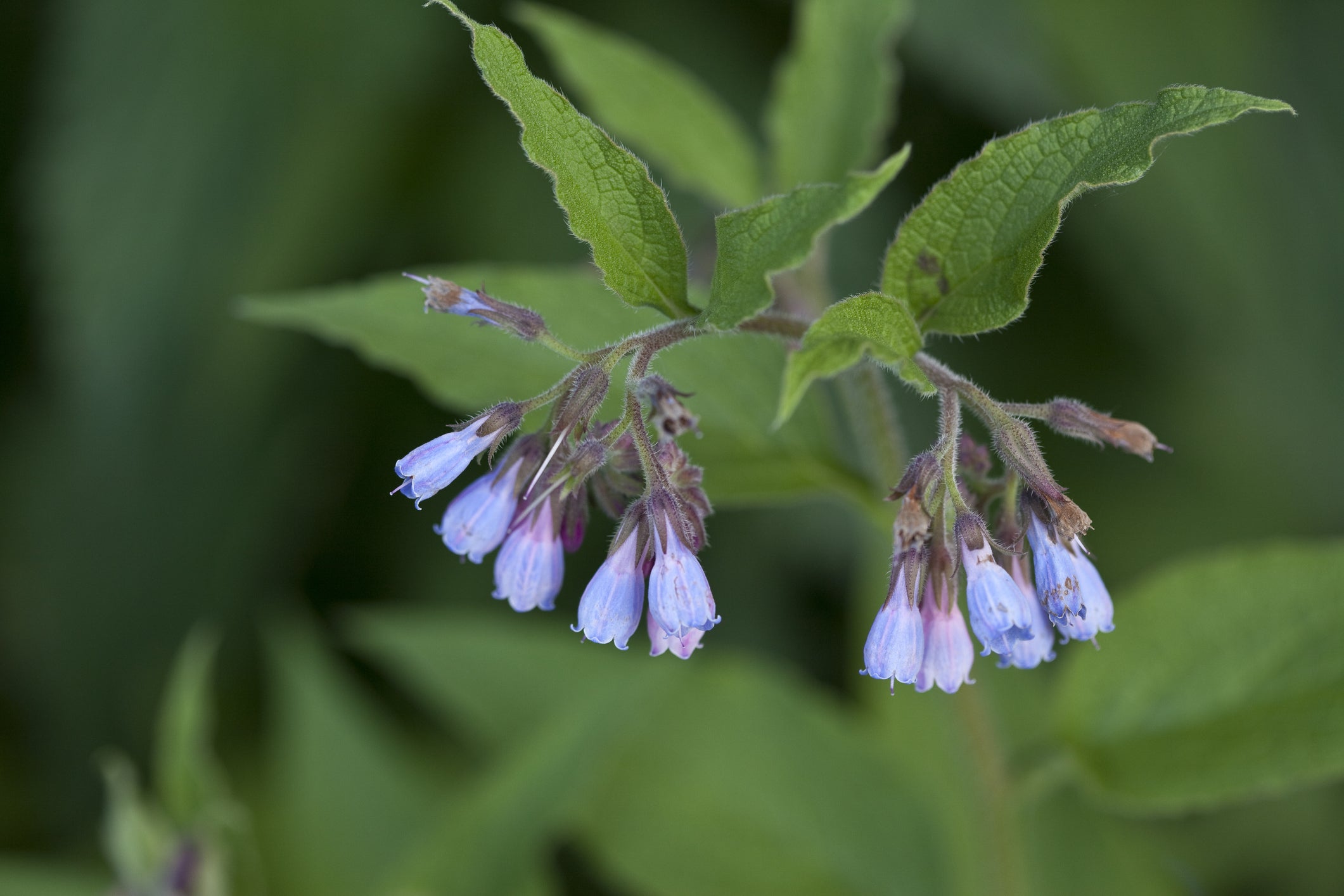 purply-blue flowering comfrey flowers growing outside from its plant