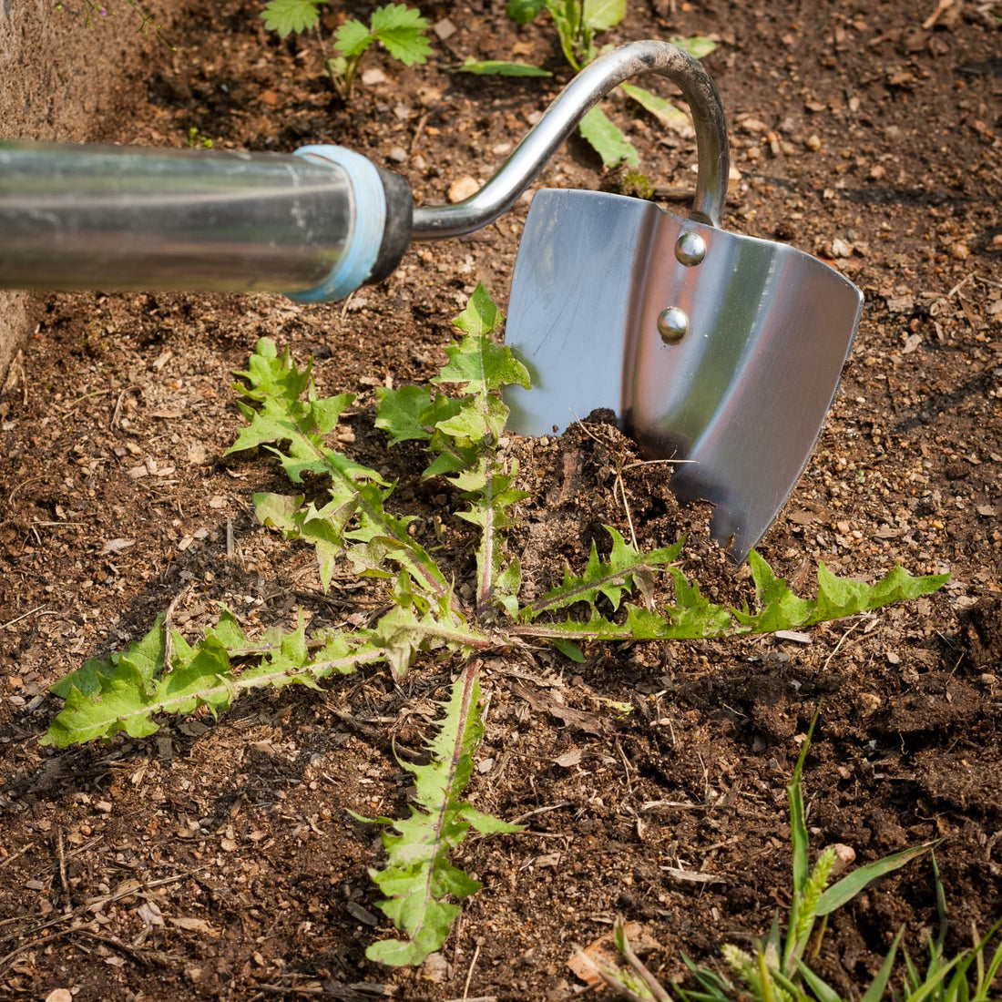 a garden hoe being used to dig up a common weed