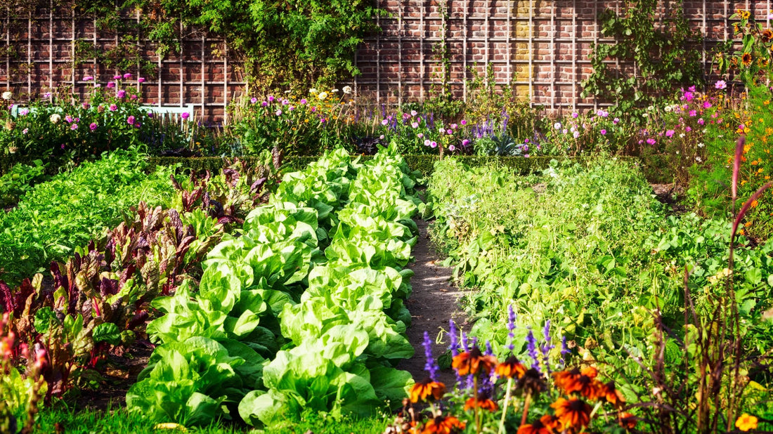 vegetables and herbs growing in an outdoor plot