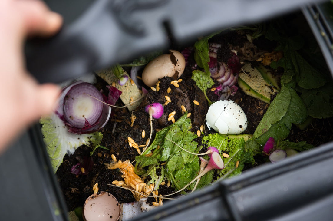 peeking into a black compost bin with eggshells and vegetable waste on the surface