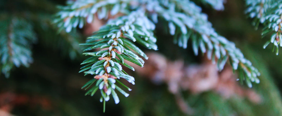 frost covering the green needles of a coniferous tree