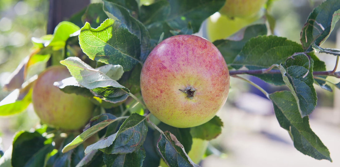 double cordon apple tree in an orchard