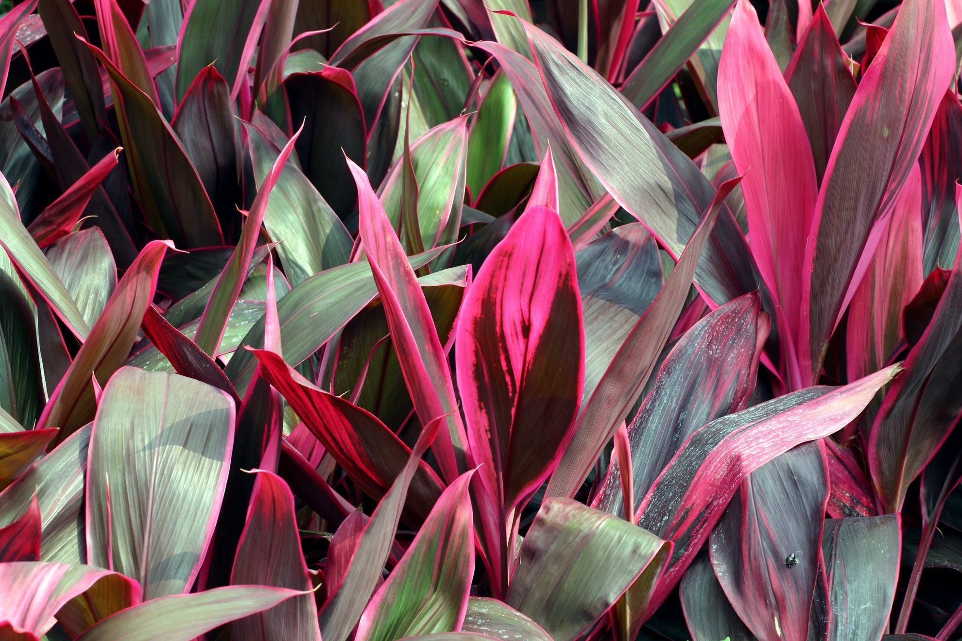 green and pink variegated leaves from a cordyline plant growing outside
