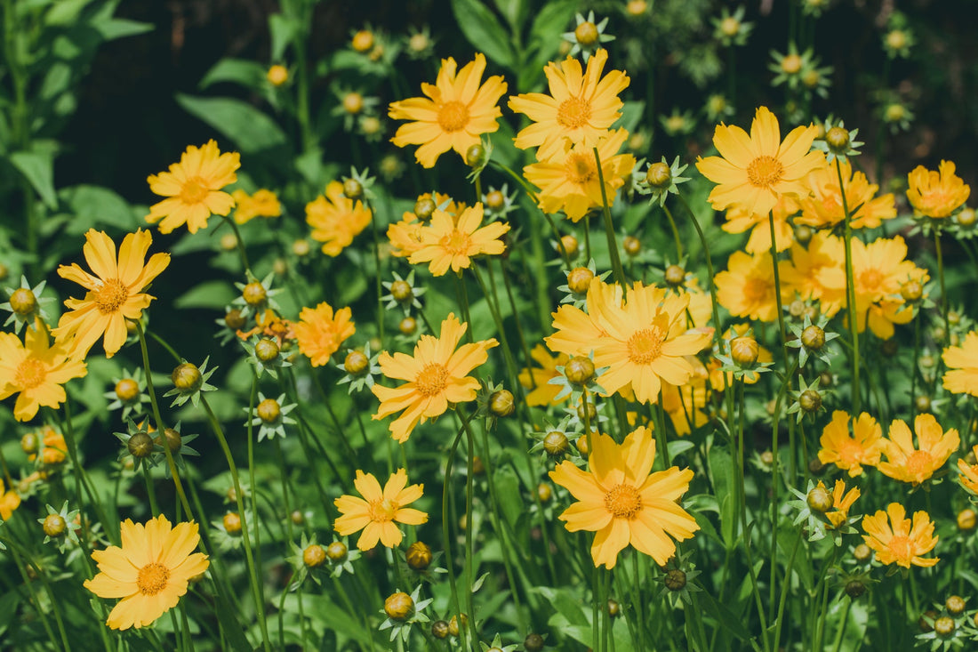 yellow flowering coreopsis shrub growing outside