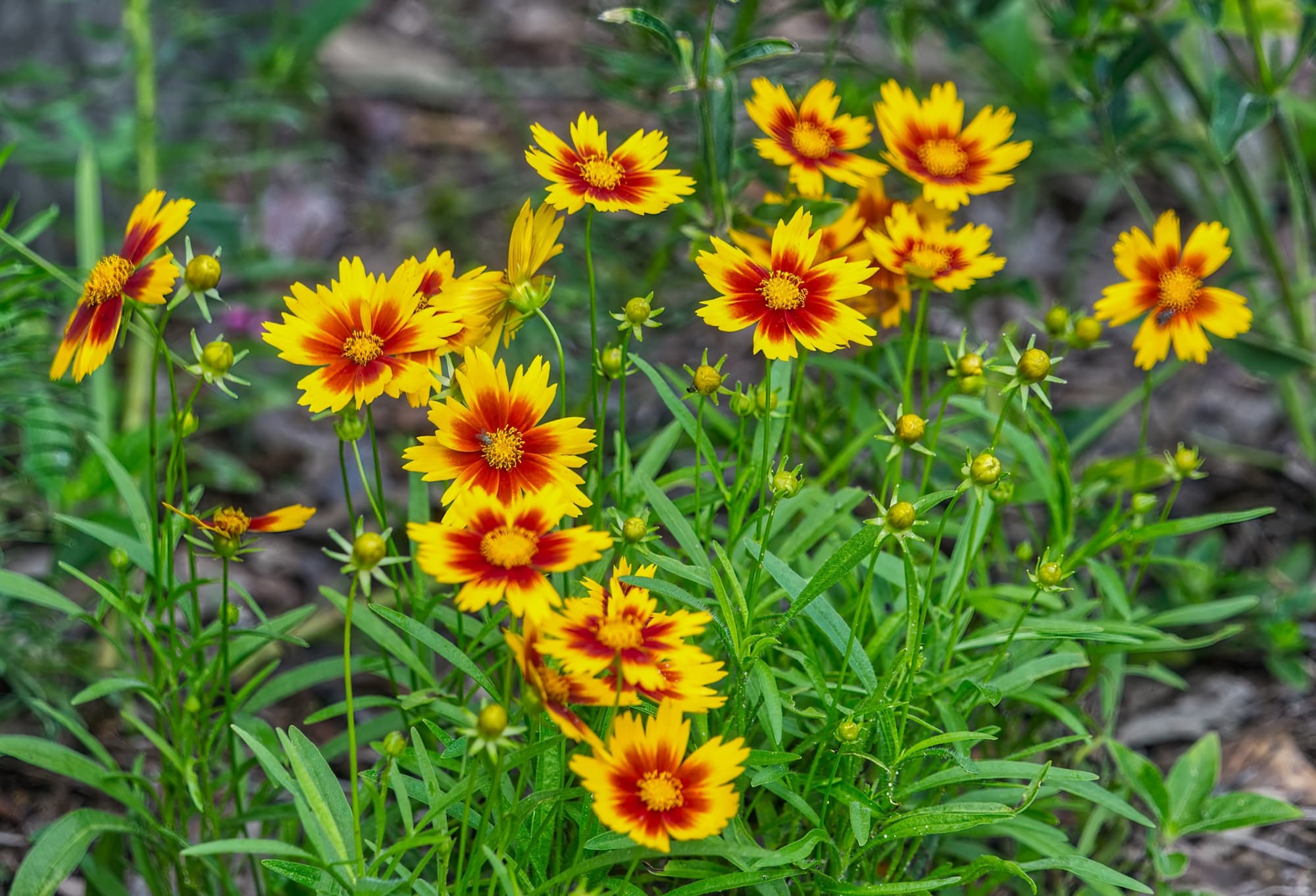 'UpTick gold and bronze' coreopsis plant with yellow and red daisy-like flowers