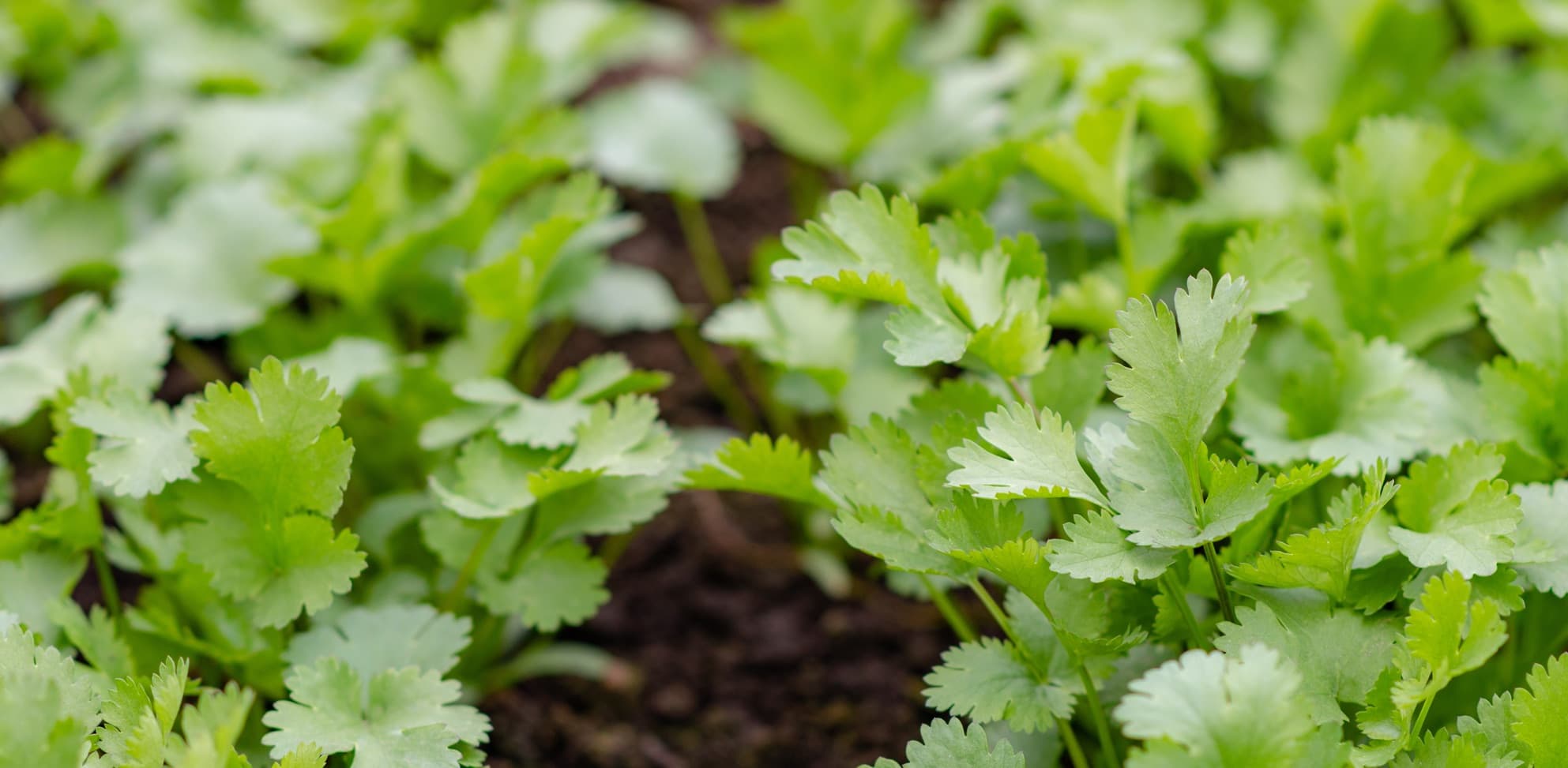 coriander herbs growing in soil