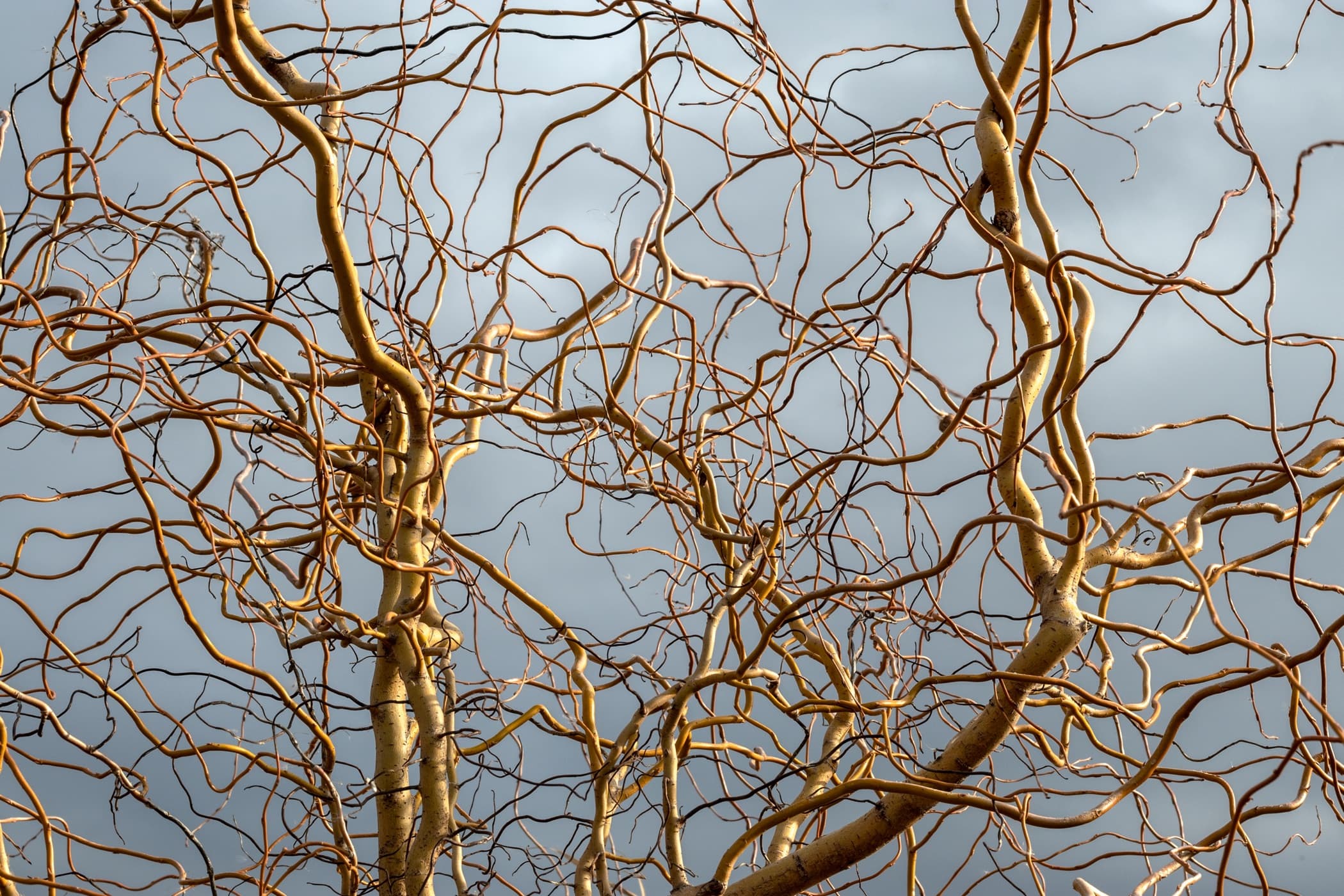 winding branches of a corkscrew willow with overcast skies in background