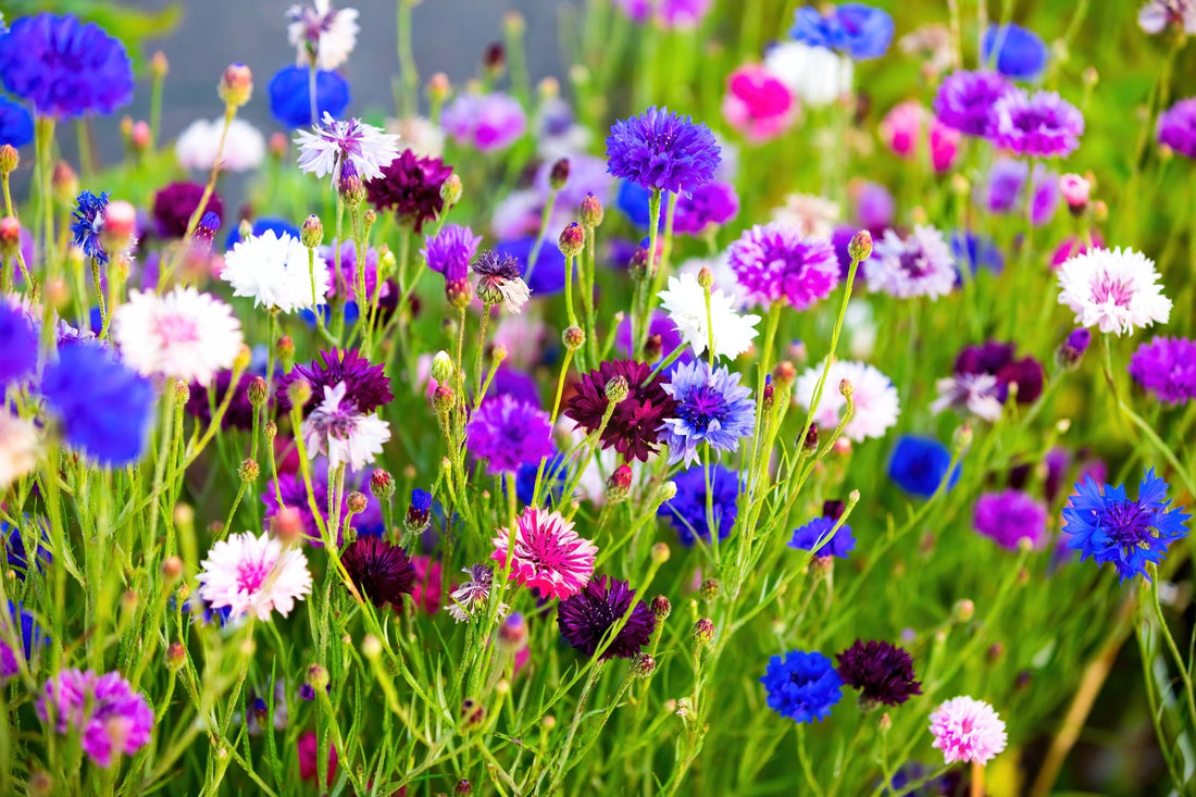 pink, blue white and red cornflowers with spiky flower heads profusely blooming atop of upright stems